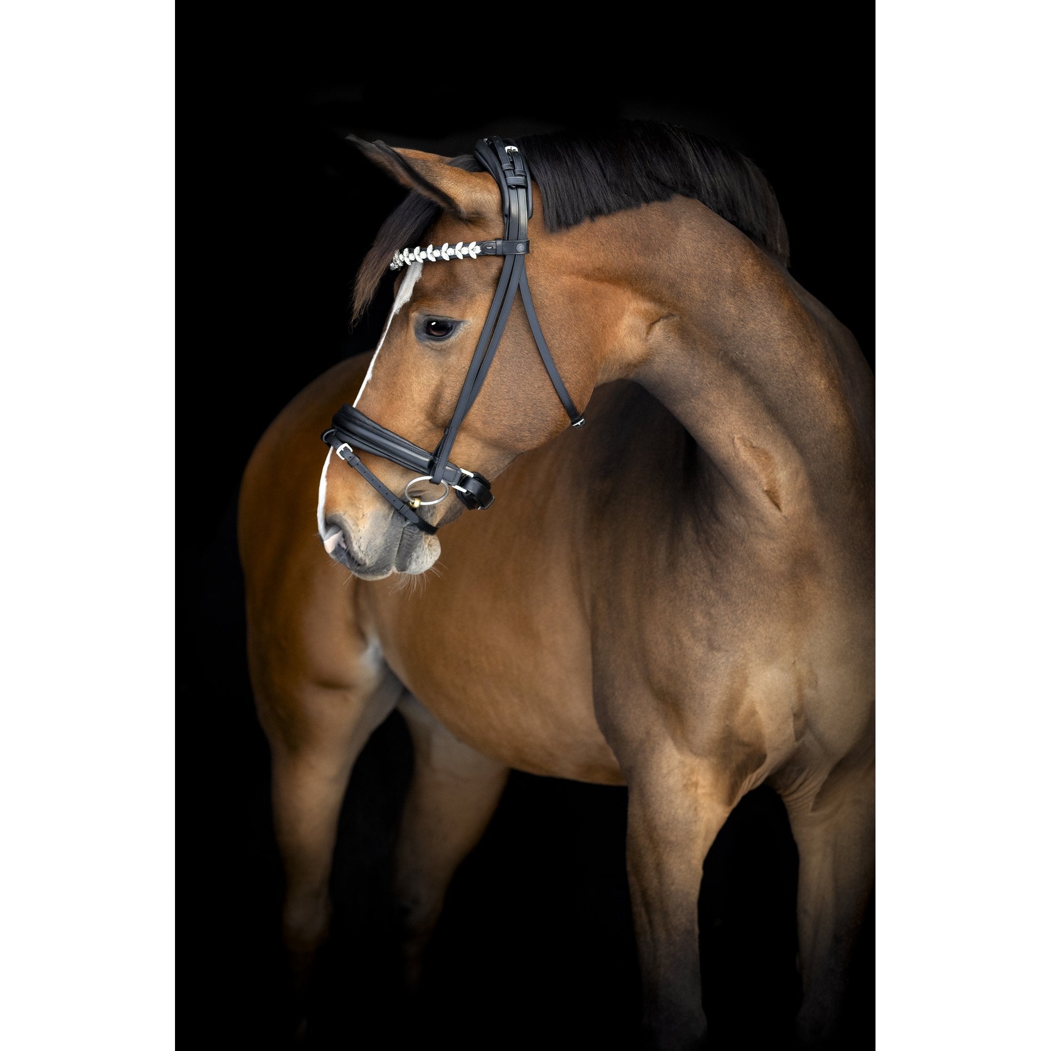 Catago Abilene pannband