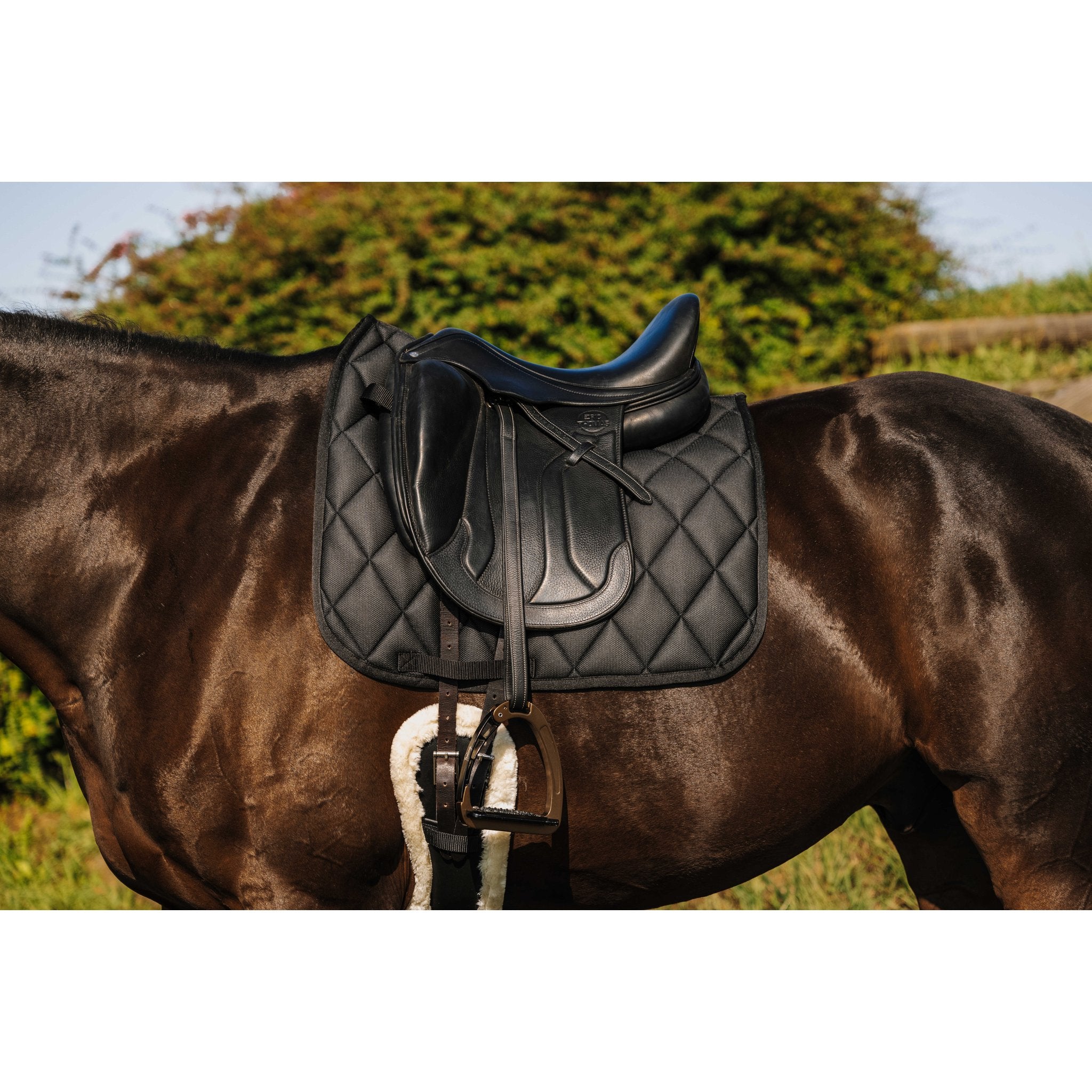 RIDING WORLD School Dressyrschabrak