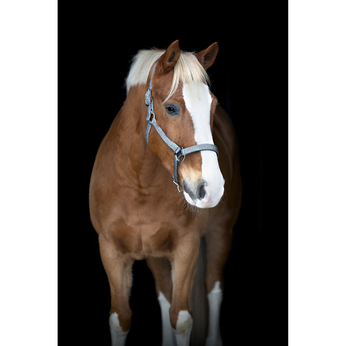 Horse Guard Jacksonville grimma