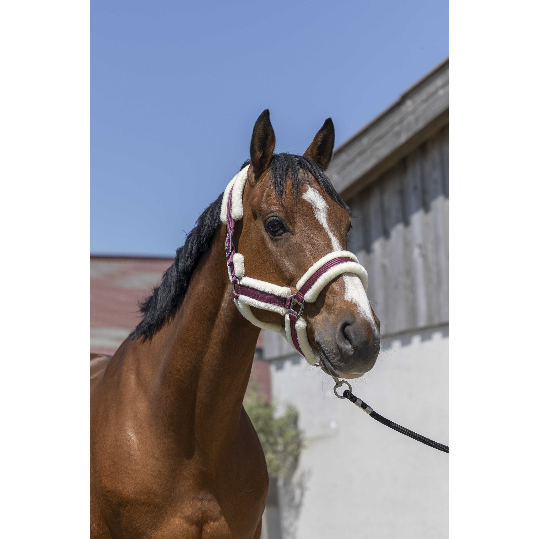 Norton Cosy grimma