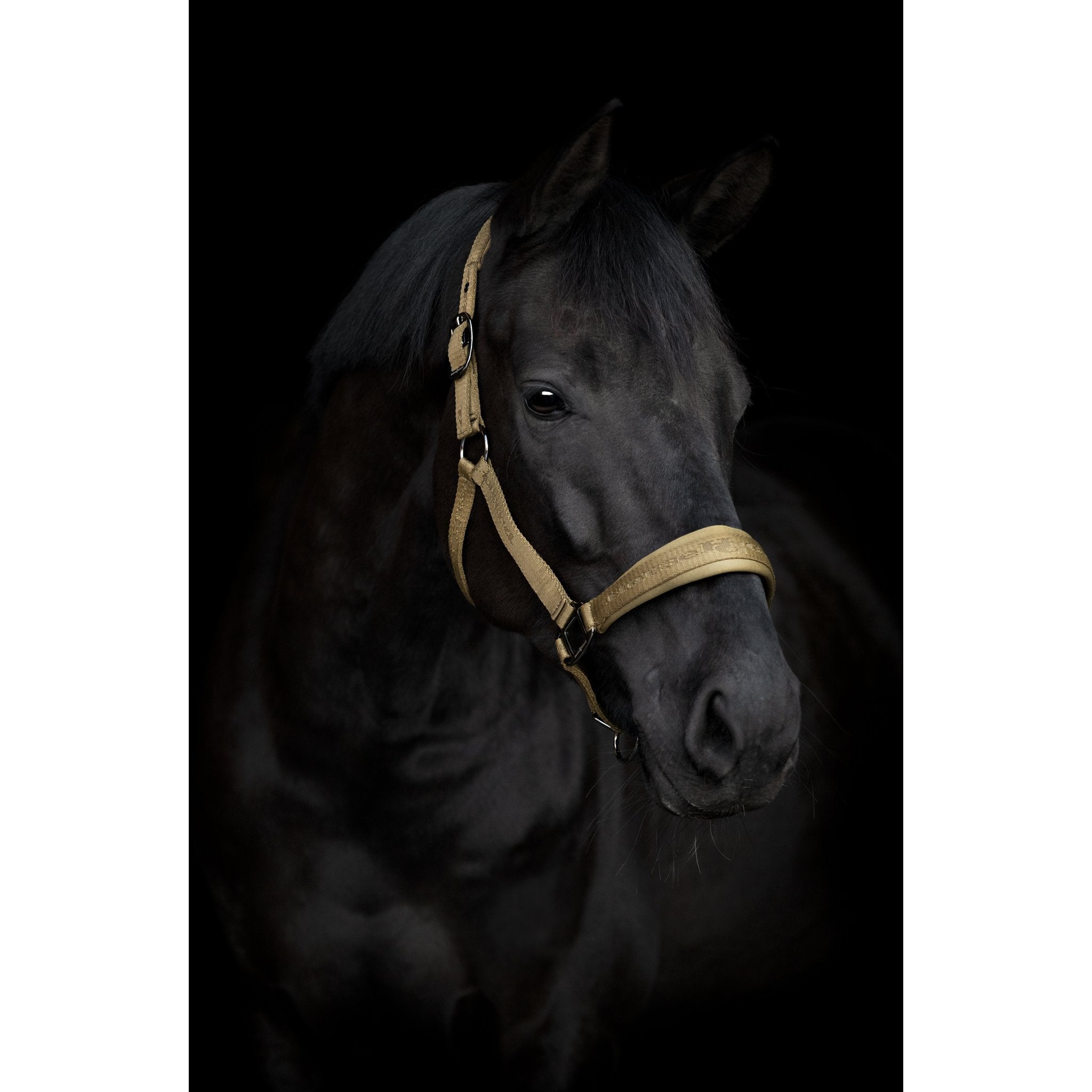 HorseGuard Diya 2.0 grimma