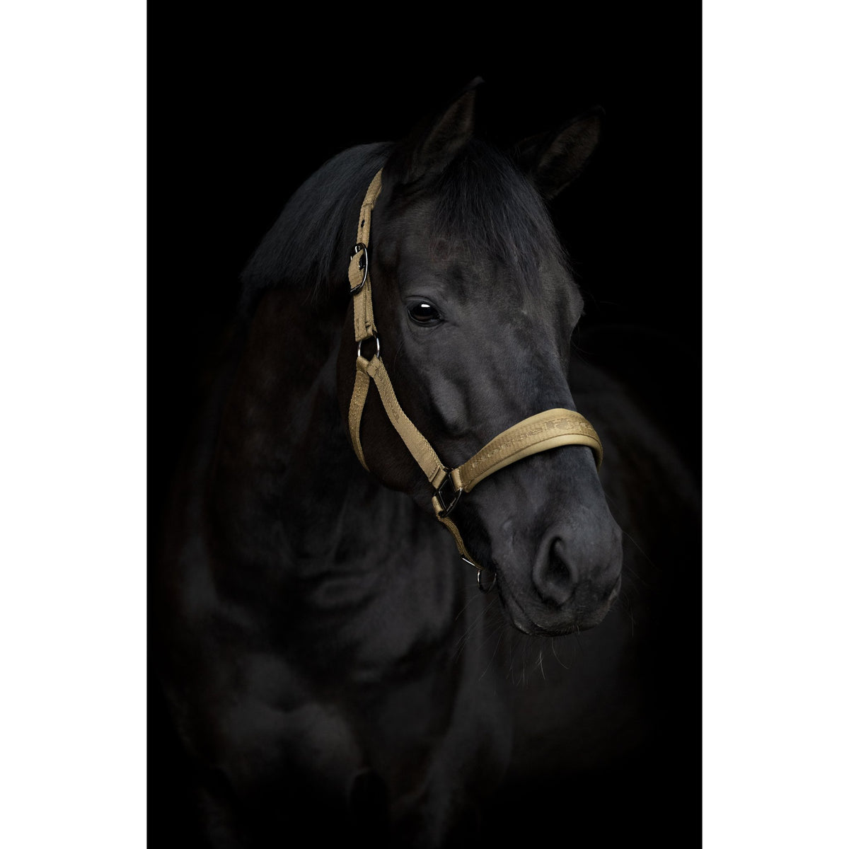 HorseGuard Diya 2.0 grimma