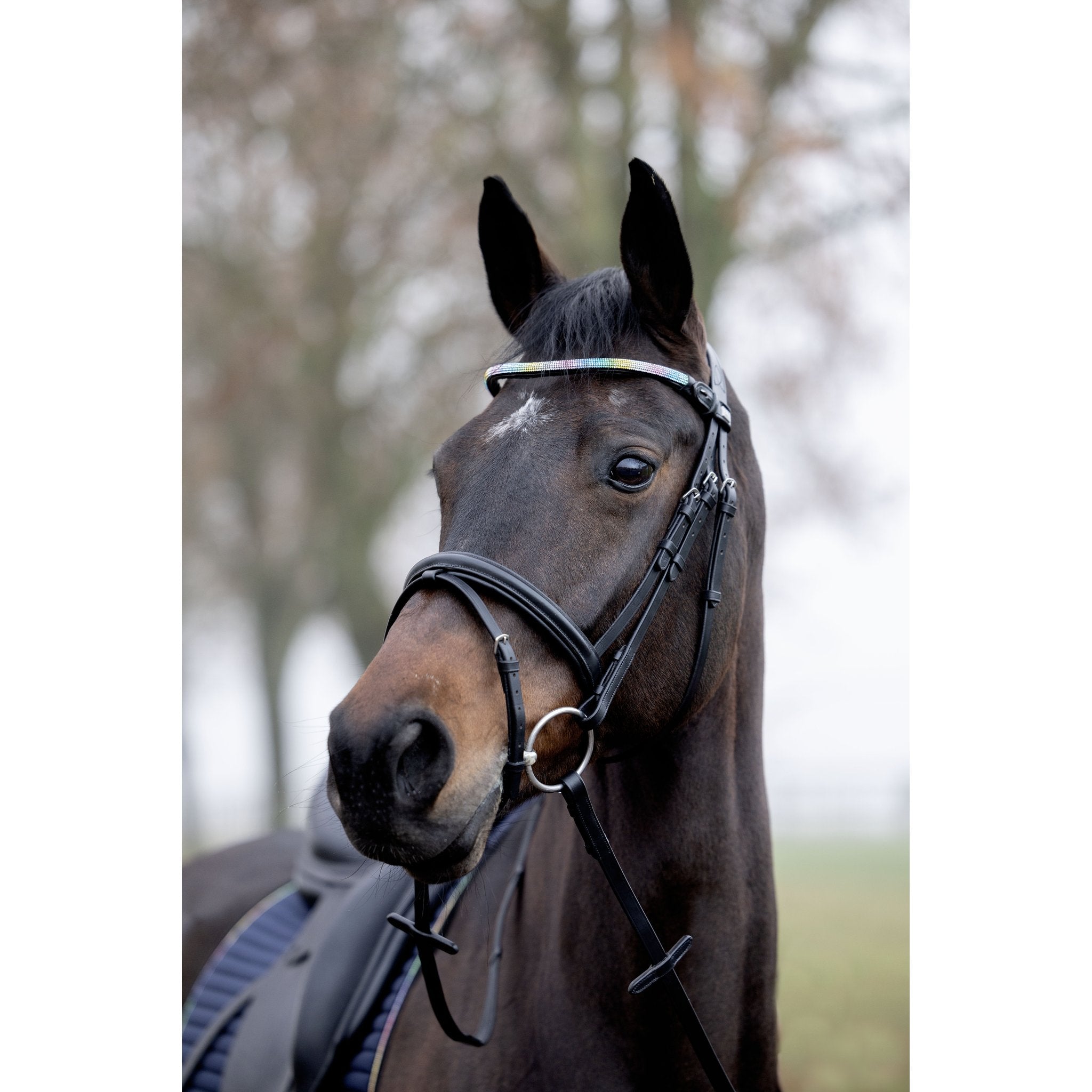Horse Guard Rainbow pannband