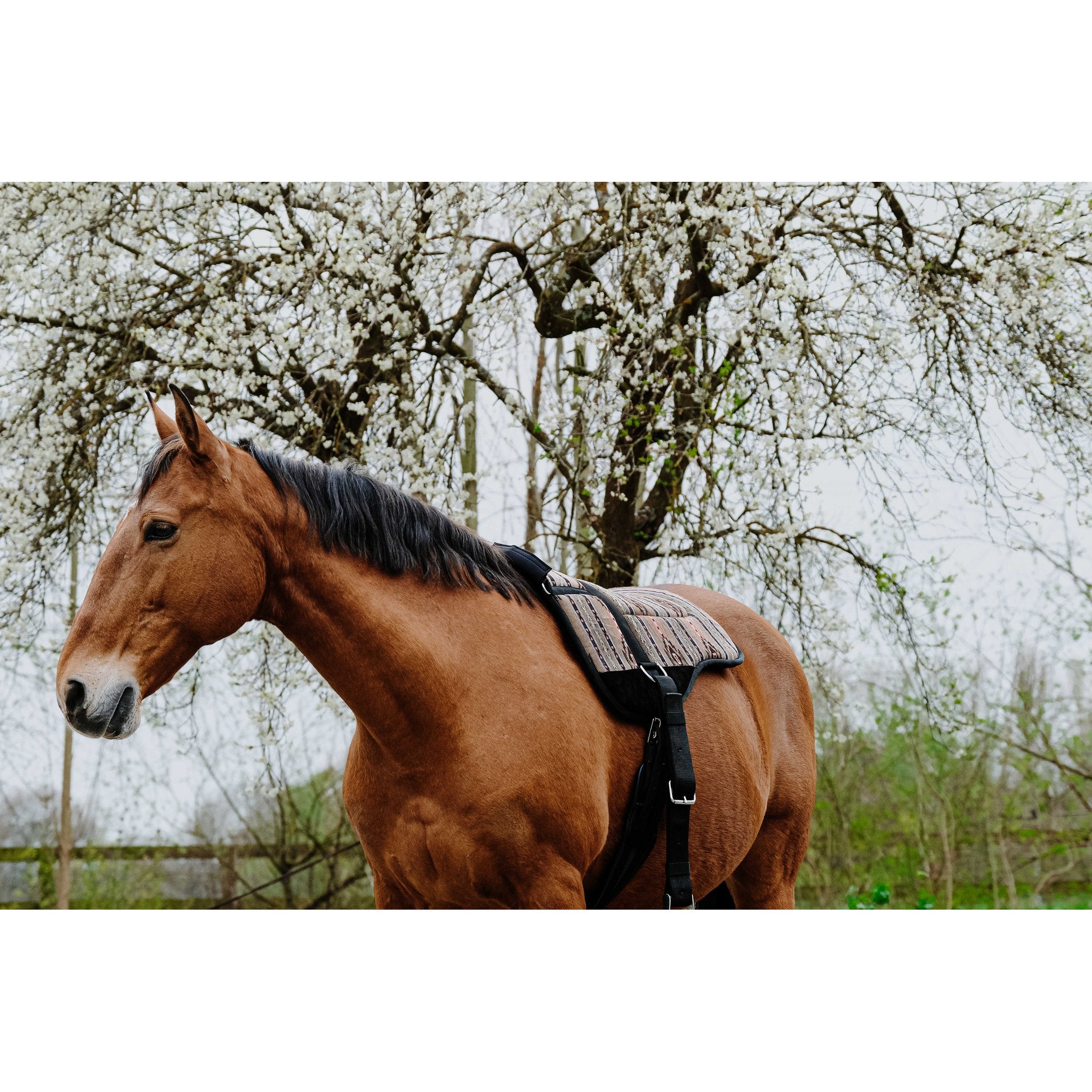 Norton barbackapadd Kiowa