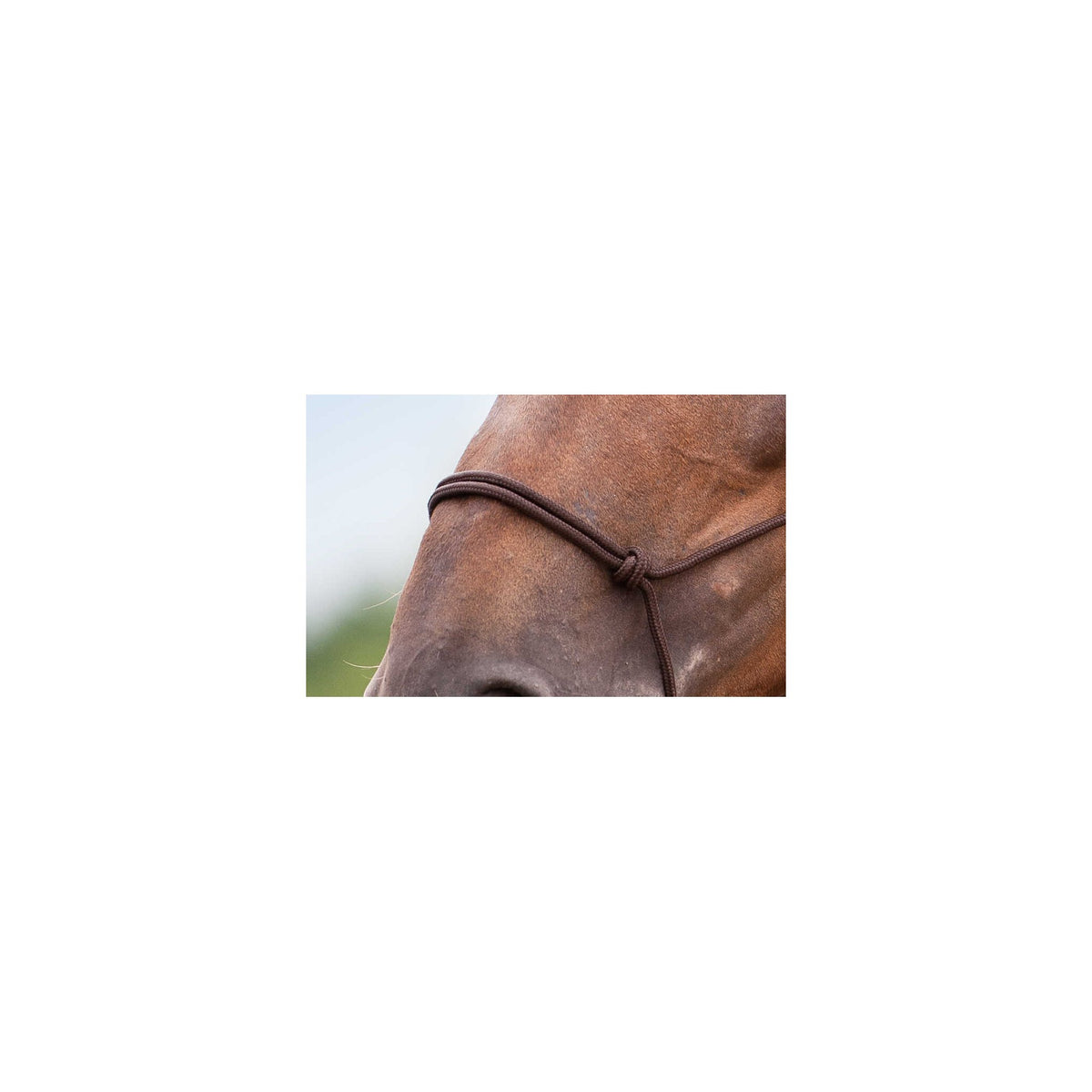 Norton Soft repgrimma