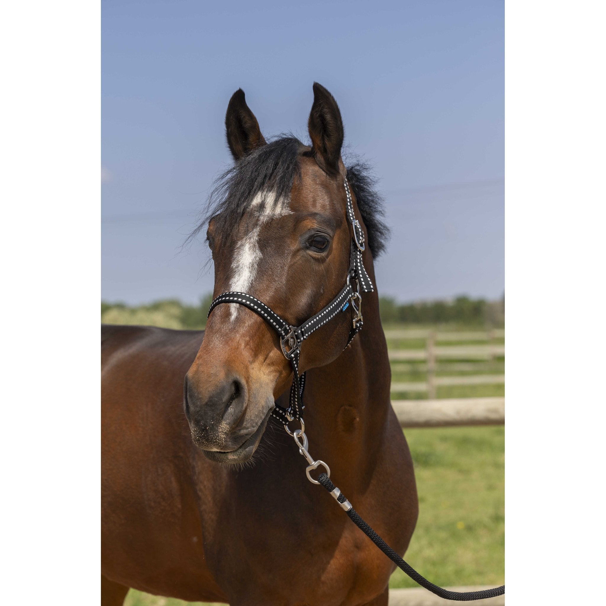 Norton Grooming grimma