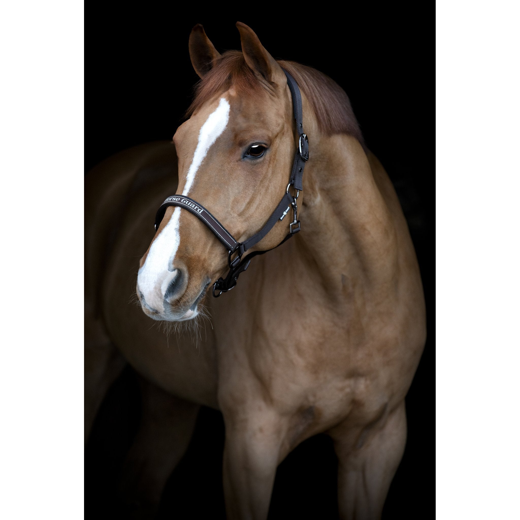 HorseGuard Sandra grimma