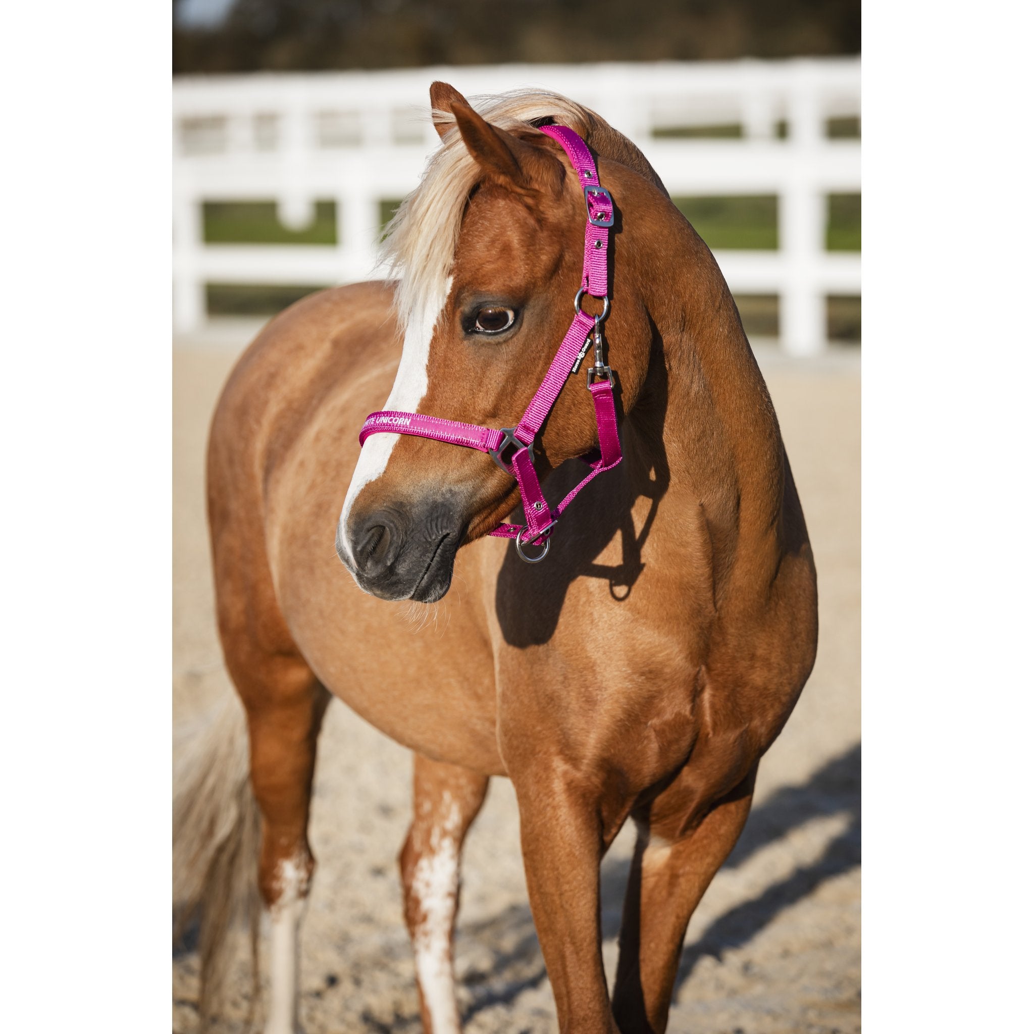 HorseGuard Malva grimma