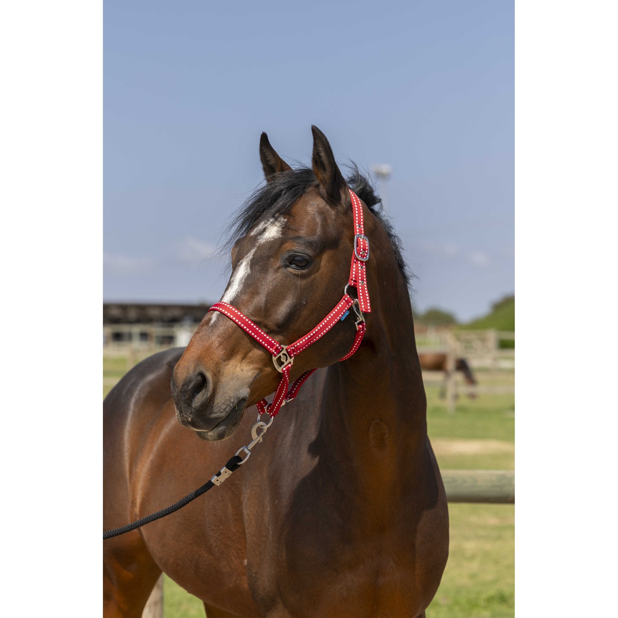 Norton Grooming grimma