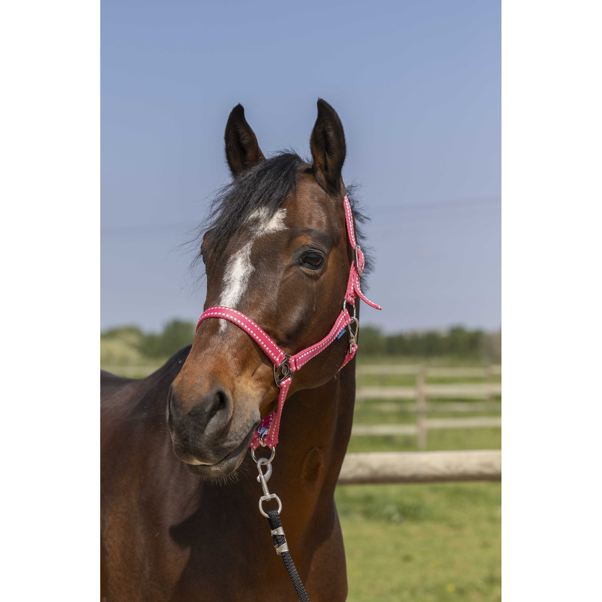 Norton Grooming grimma
