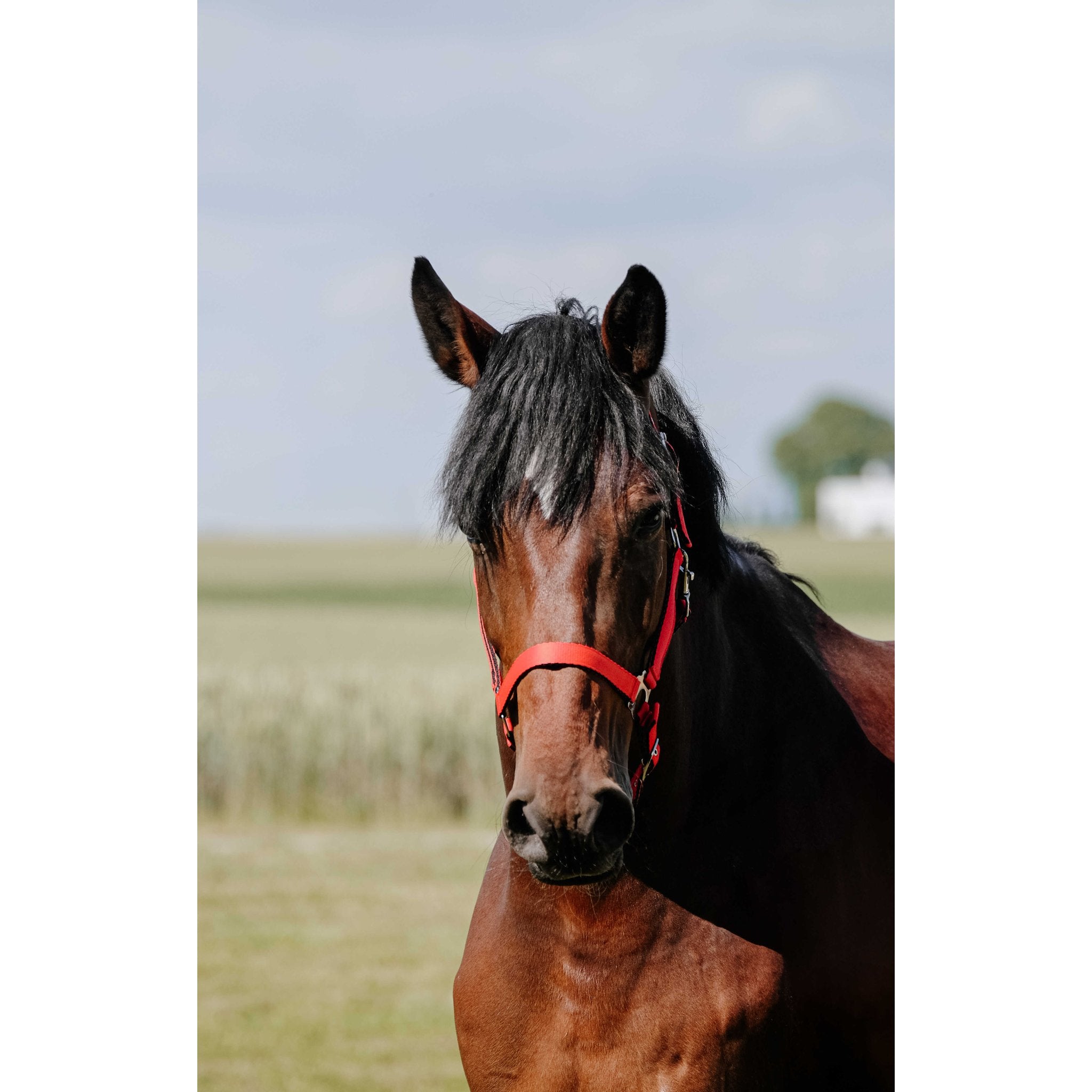 Riding World Cushion Grimma