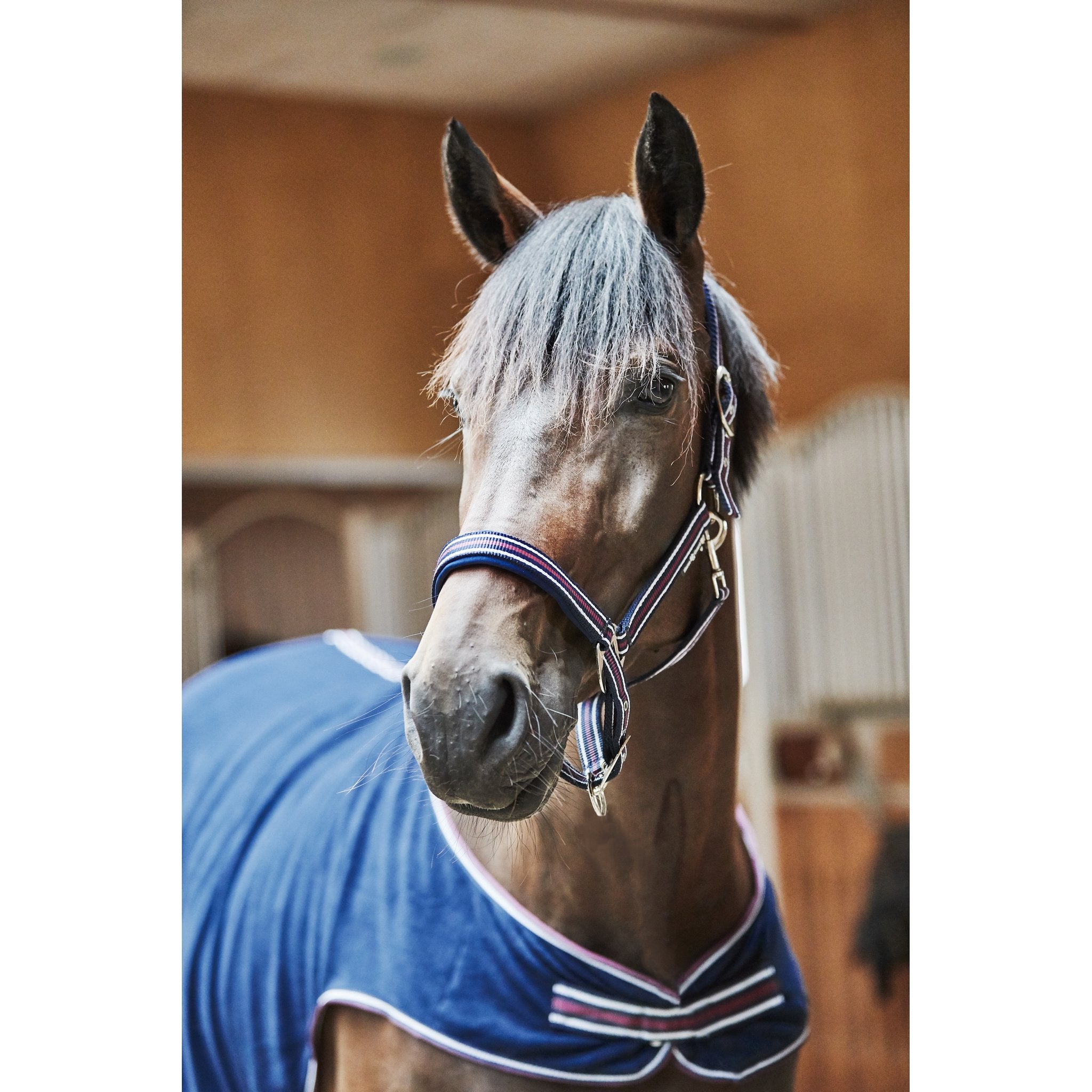 HorseGuard Kaloa halter