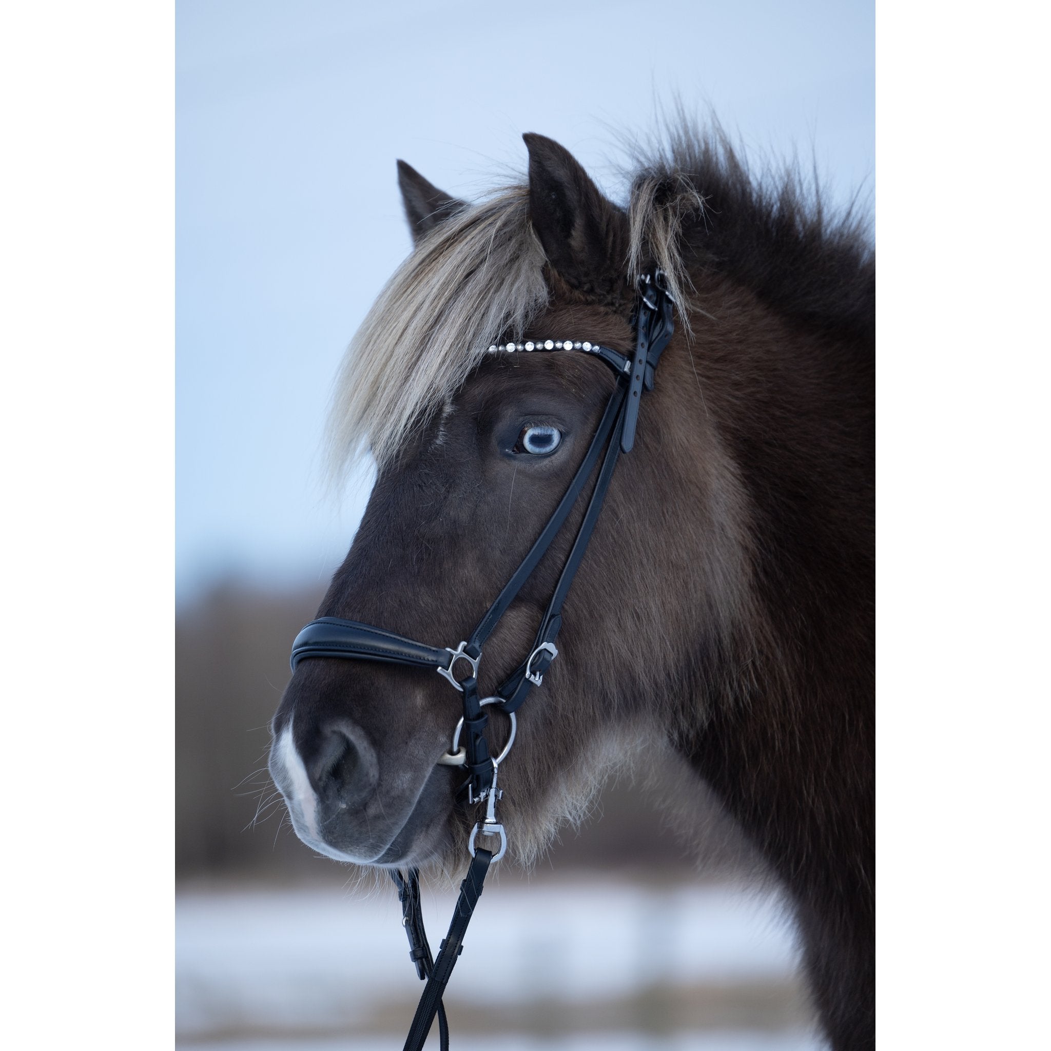 Horse Guard Norfolk träns til islandshest