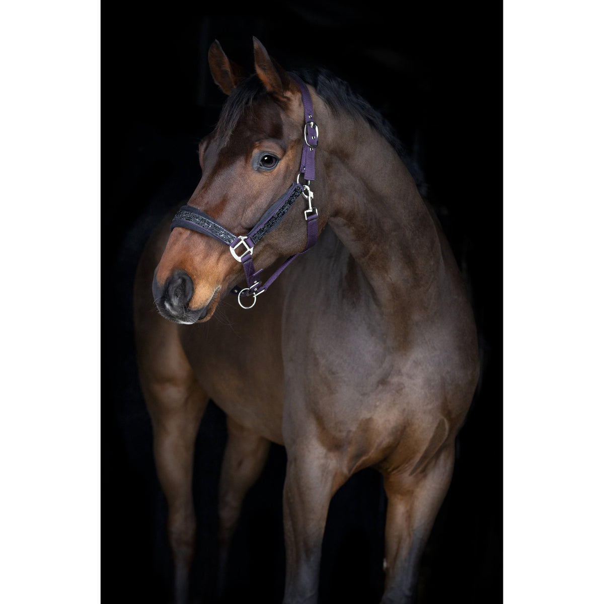 Horse Guard Angel grimma med glitter