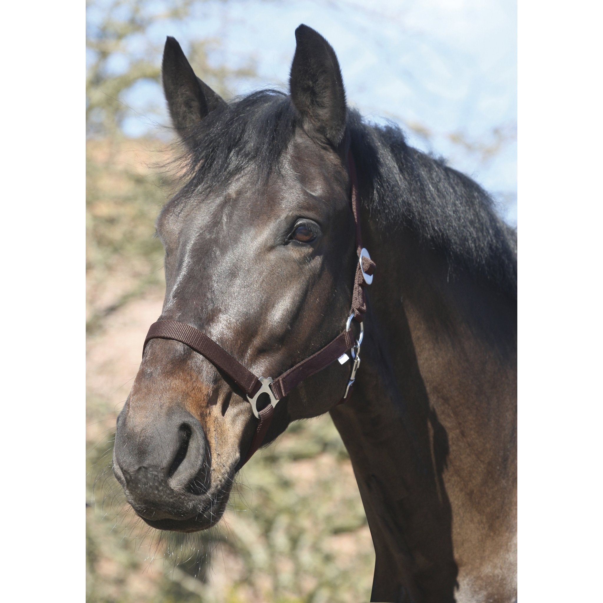 HorseGuard Nylongrimma med glidspänne