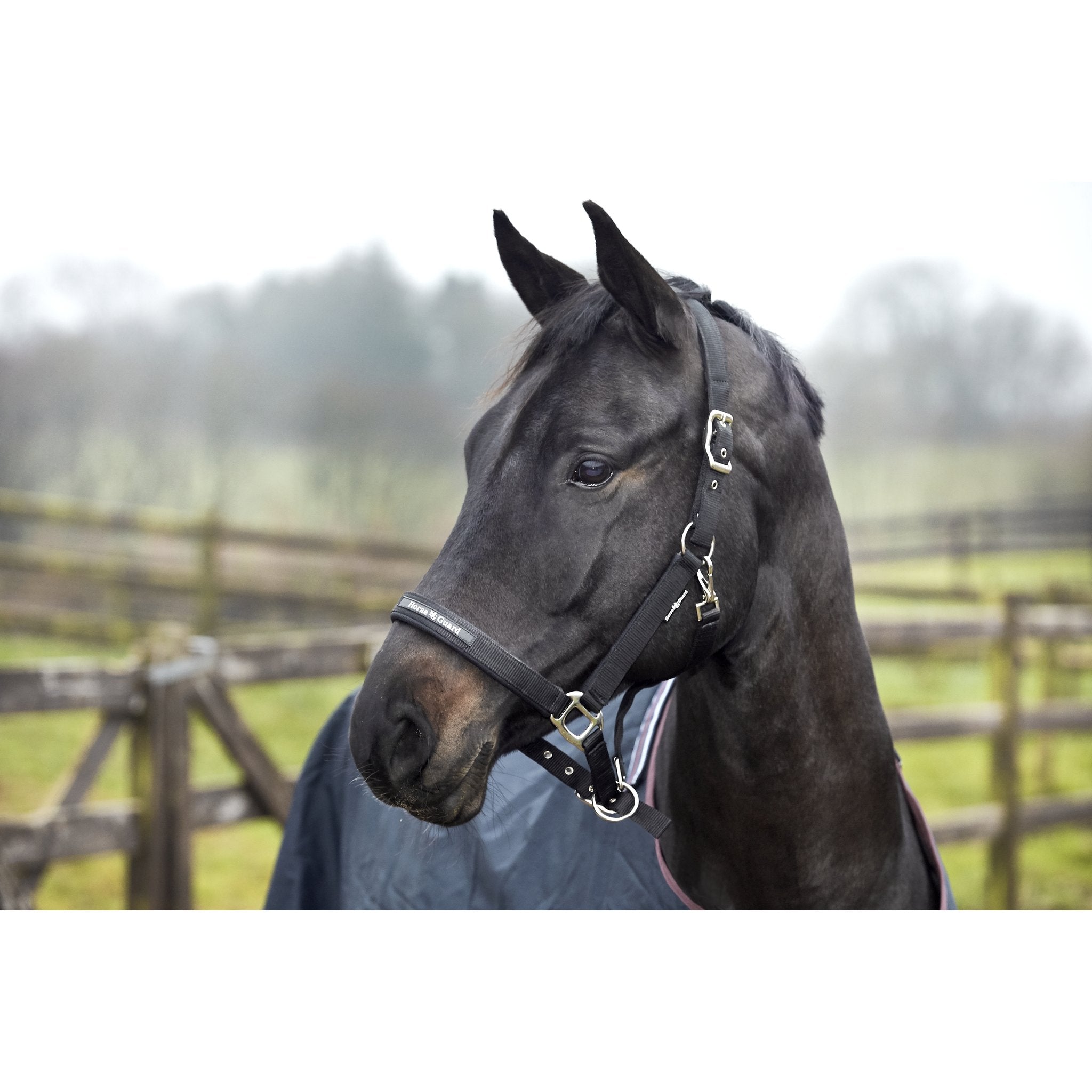 HorseGuard Mesh grimma