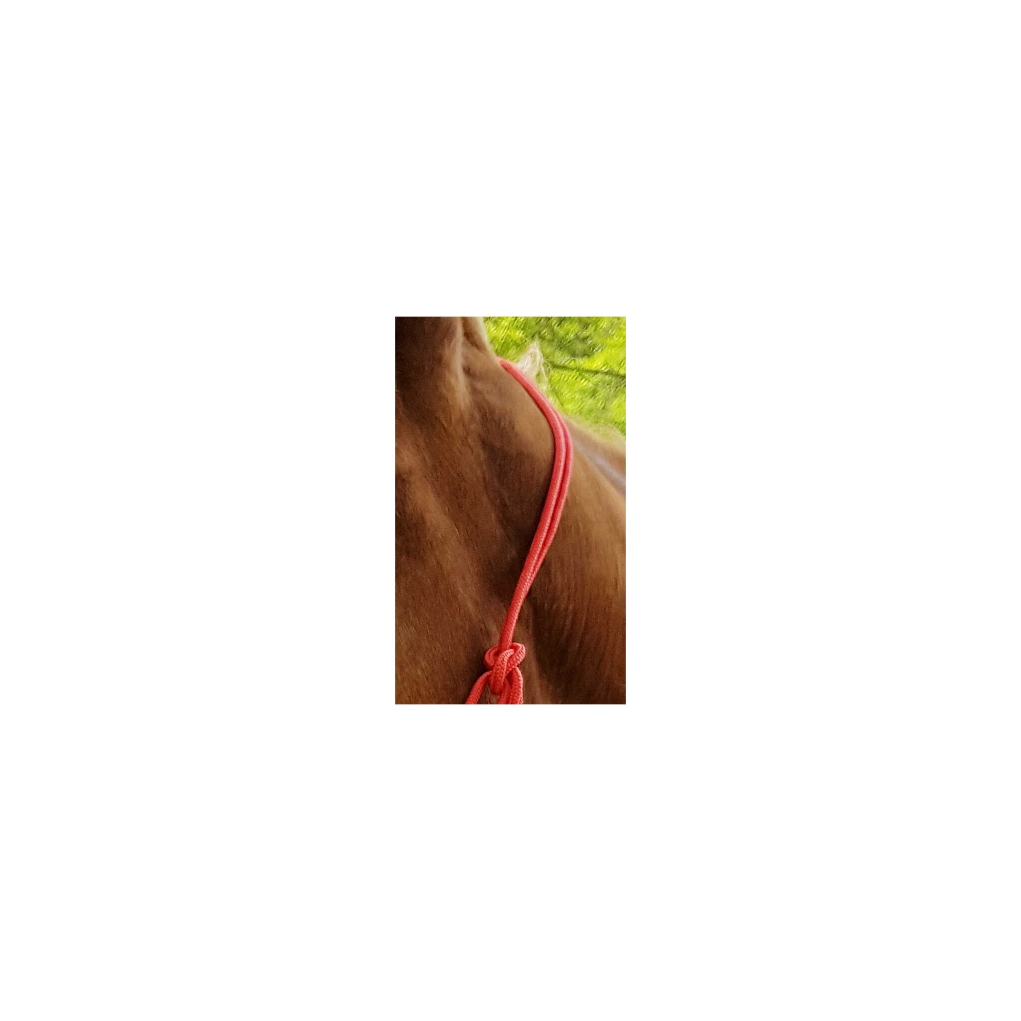 RIDING WORLD Repgrimma