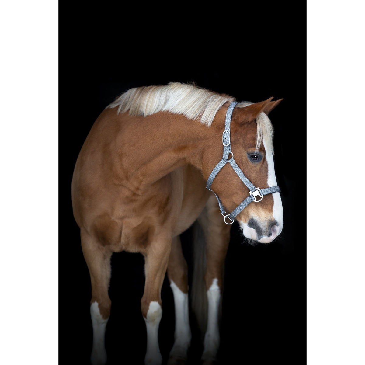 Horse Guard Jacksonville grimma