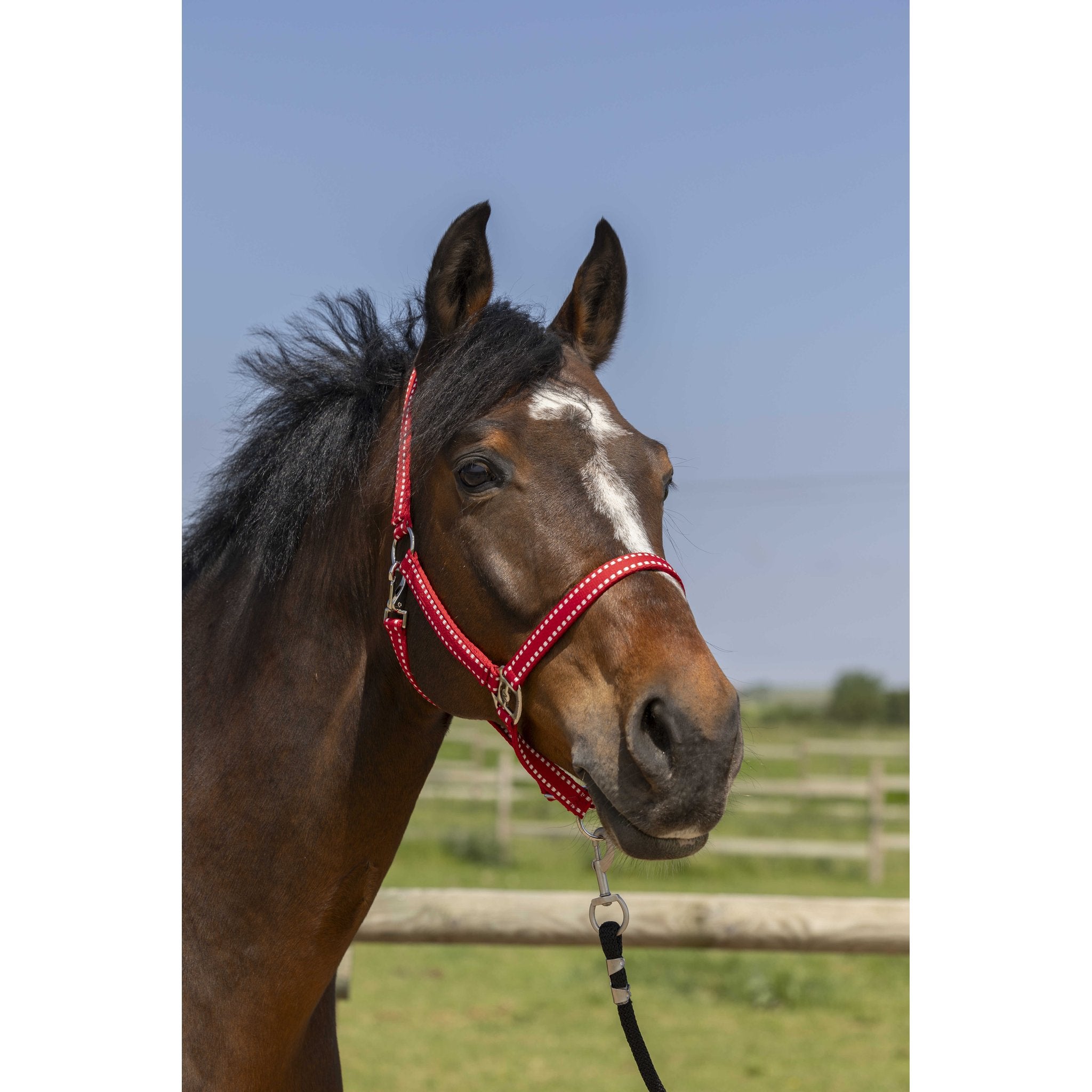 Norton Grooming grimma