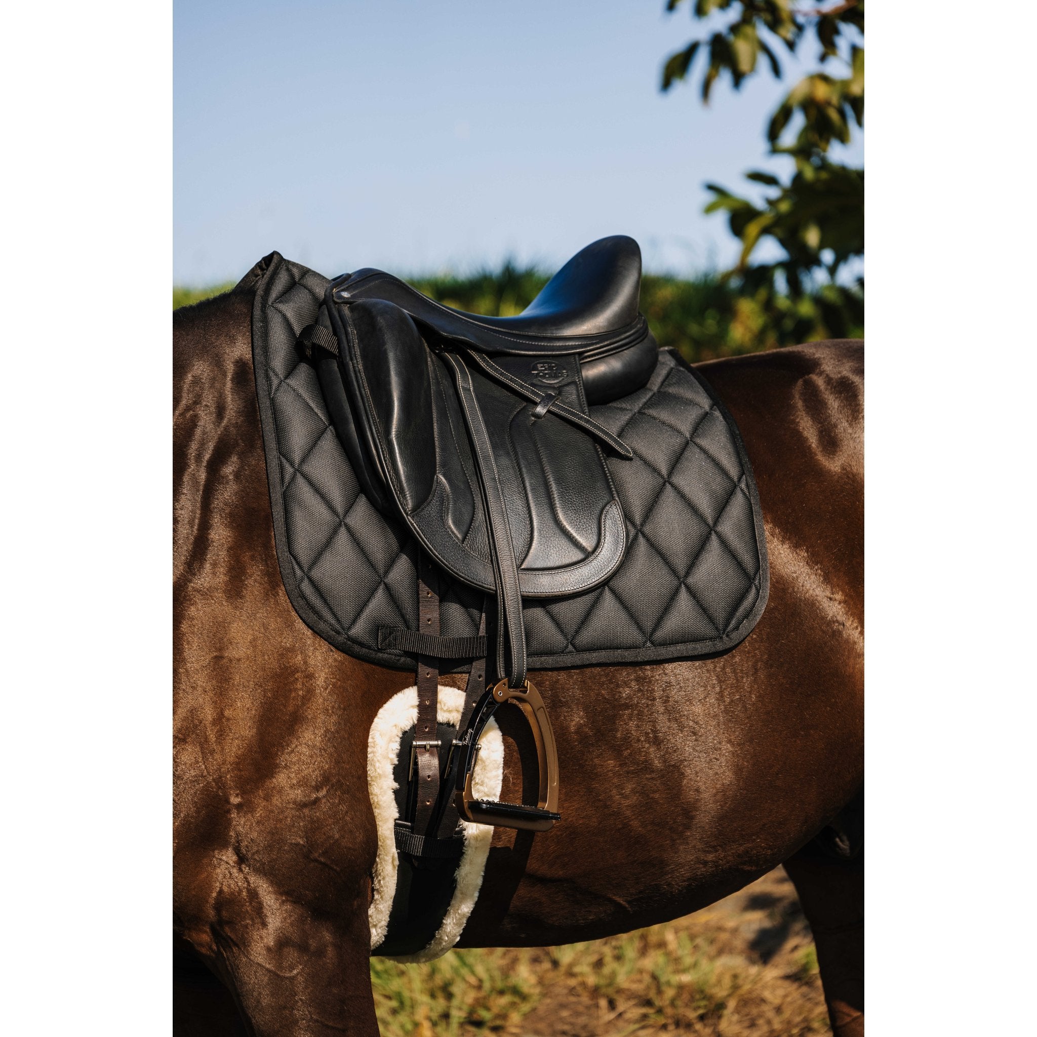 RIDING WORLD School Dressyrschabrak