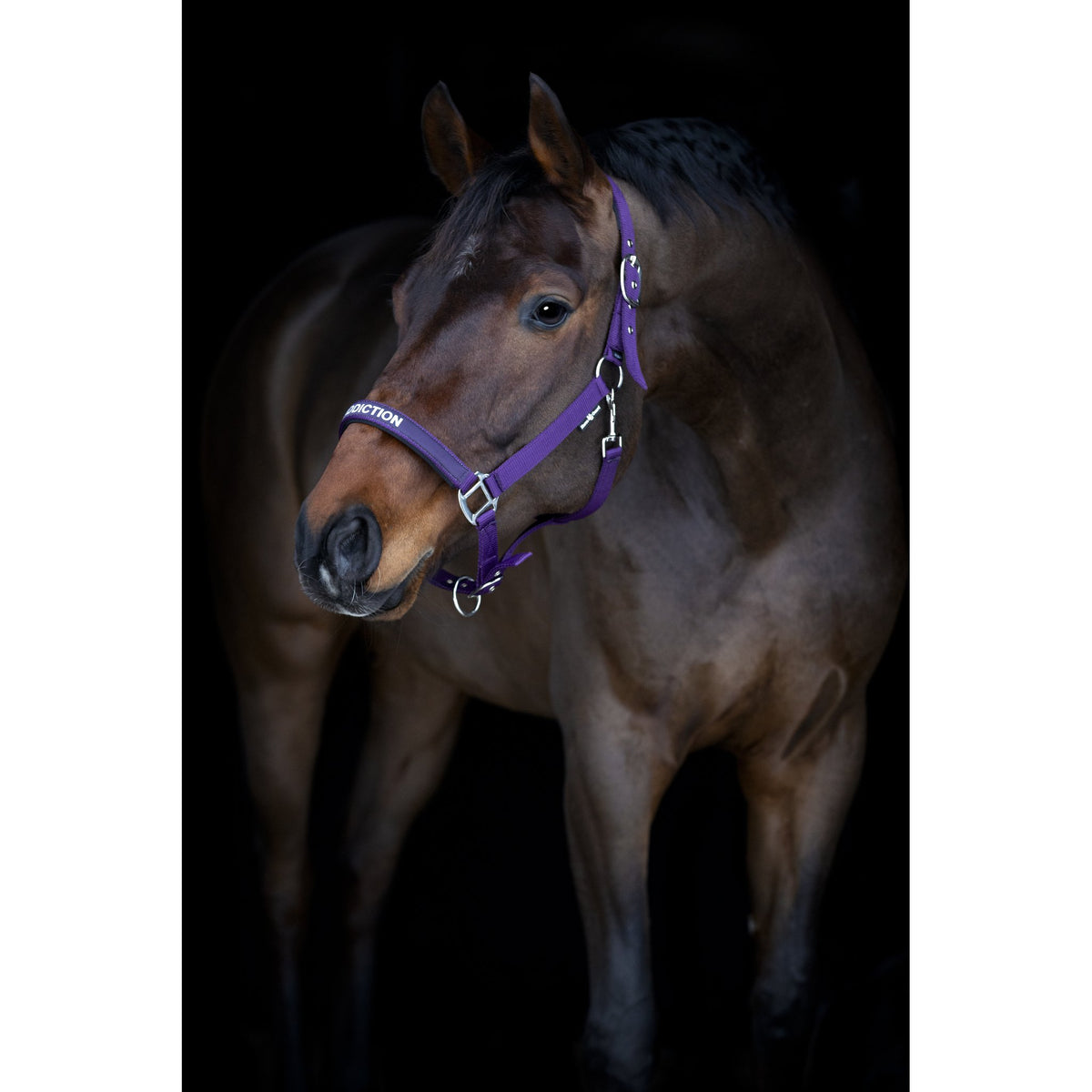 Horse Guard Malva Grime