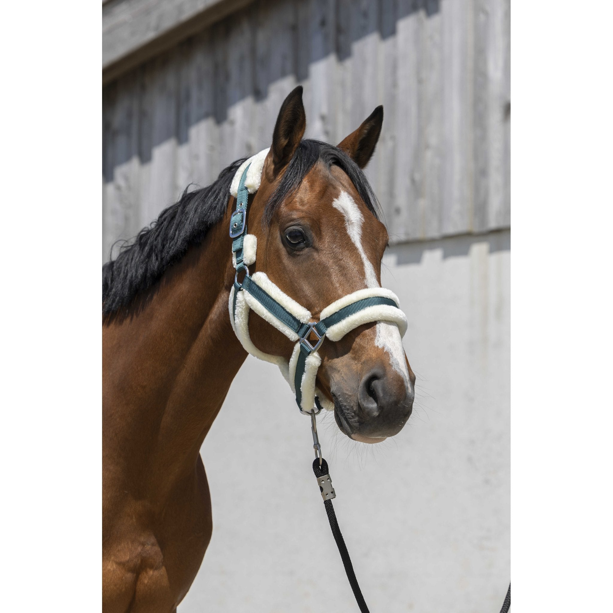 Norton Cosy grimma