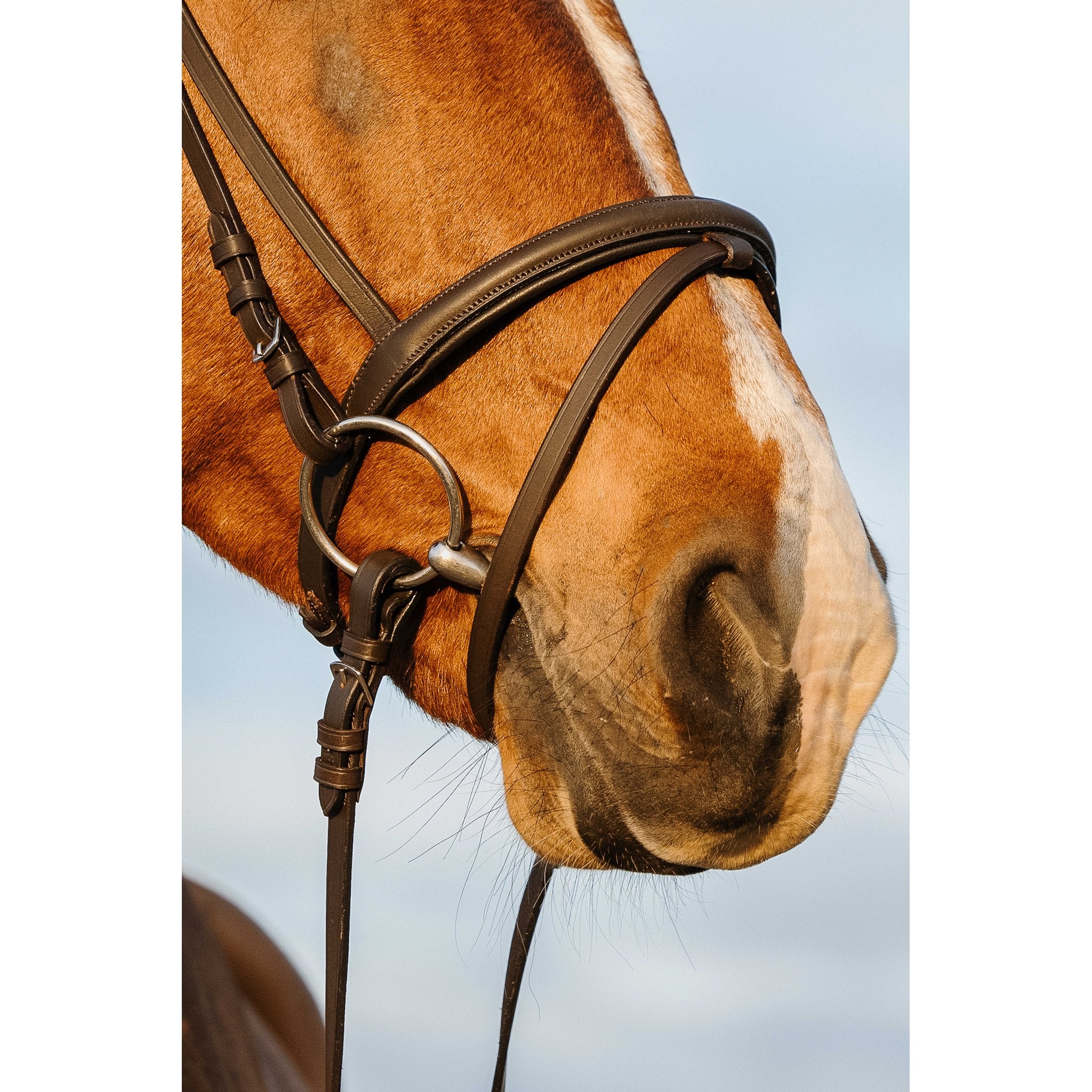RIDING WORLD Träns med Achennosgrimma
