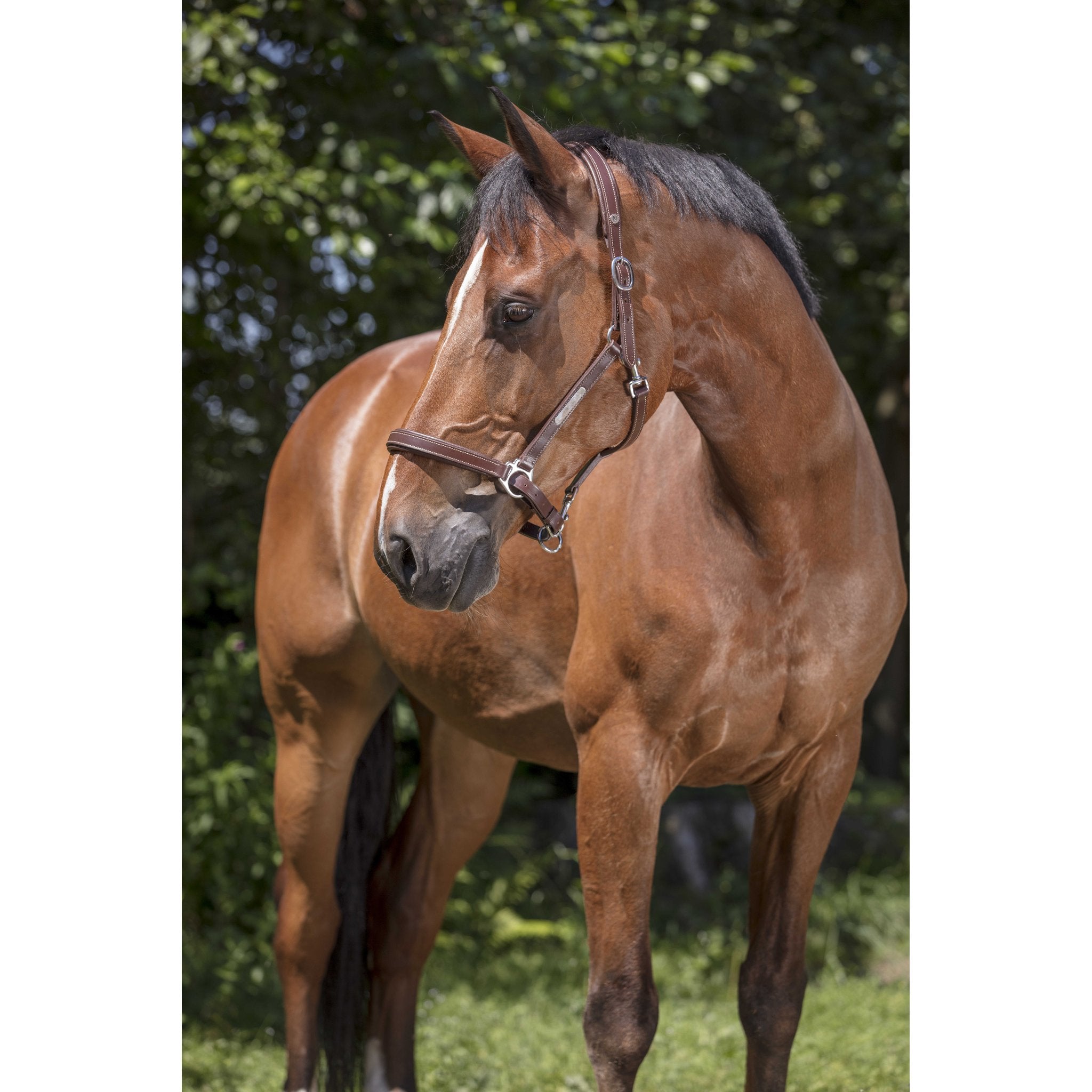 Norton Pro Grooming Lädergrimma