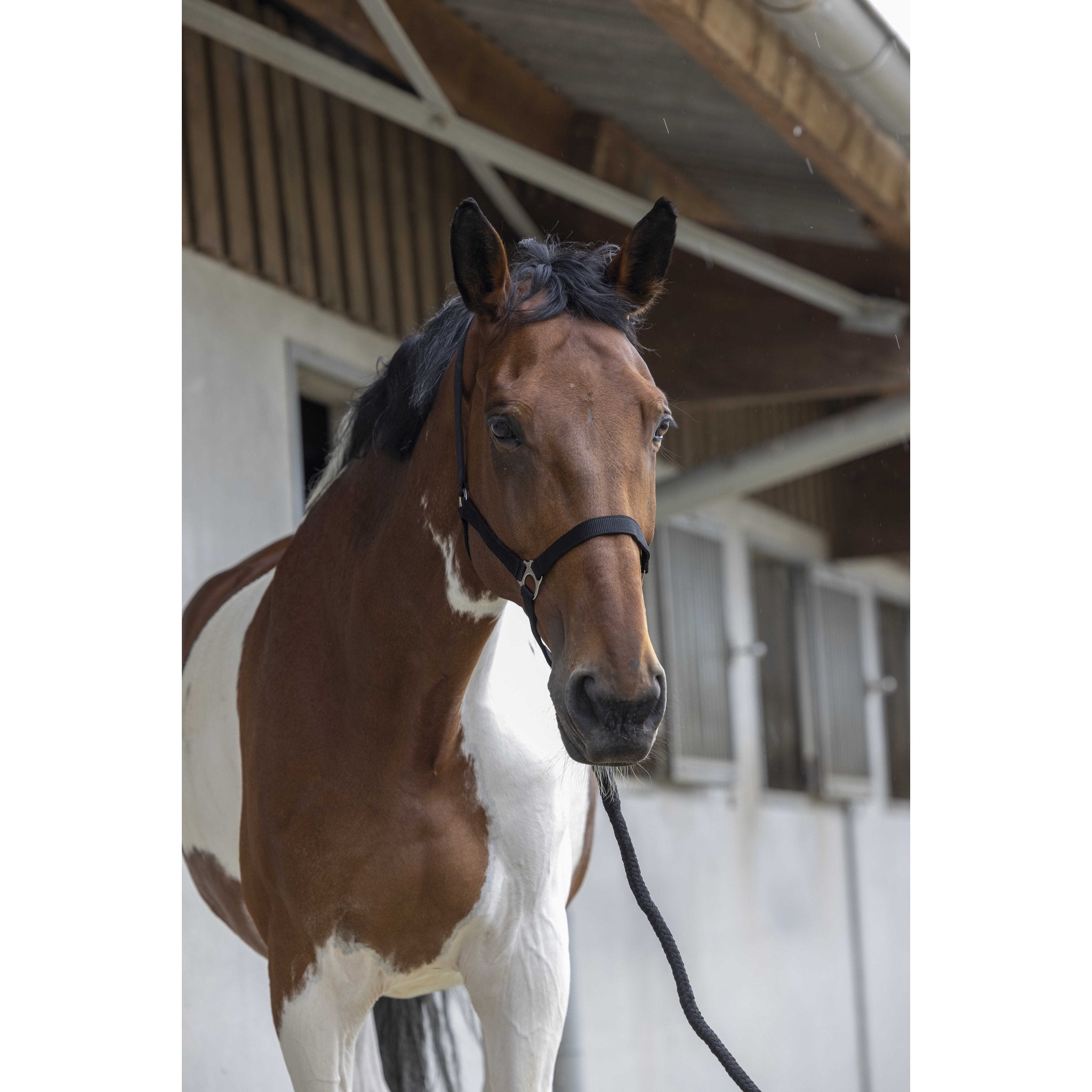 Riding World set grimma + grimskaft