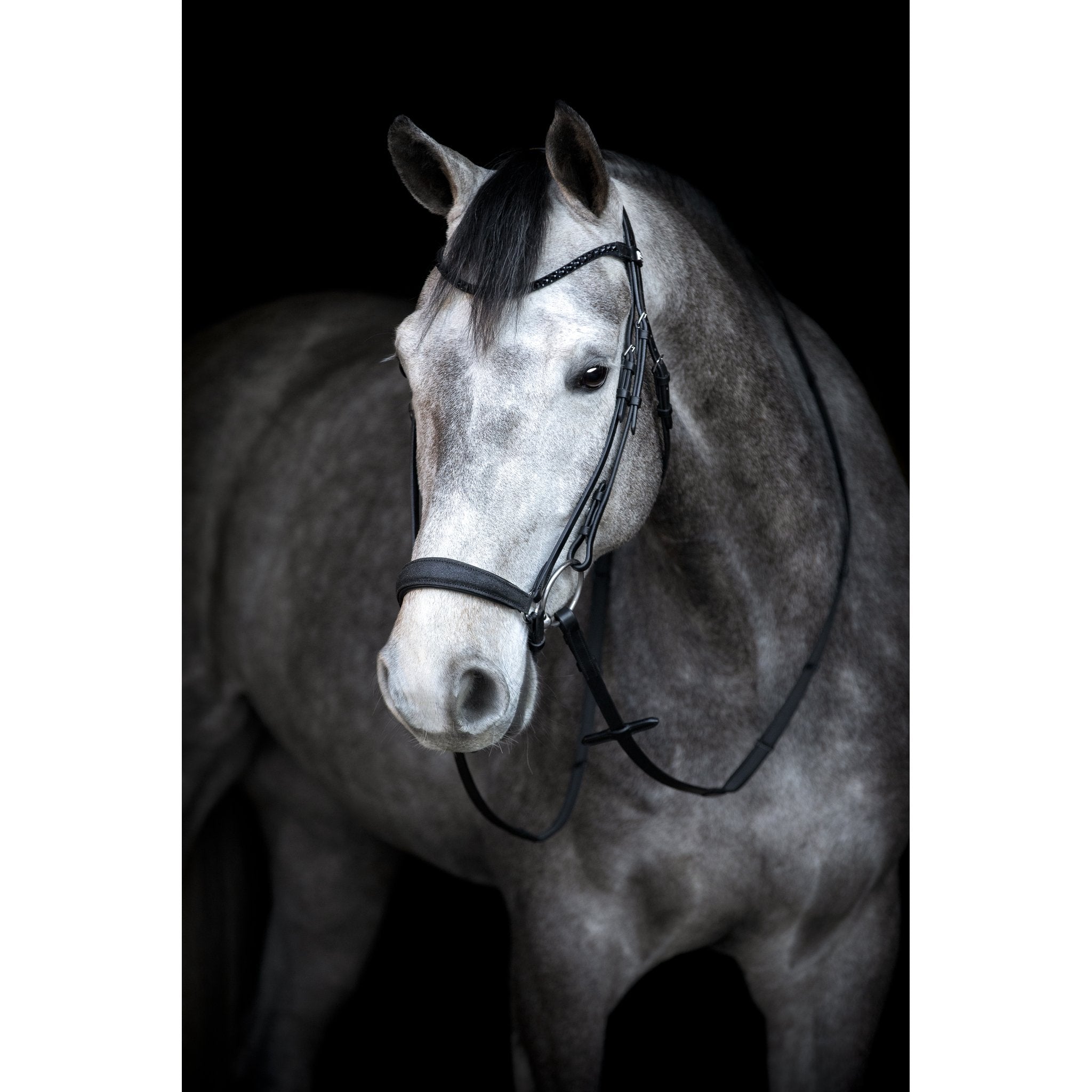 HorseGuard Cryll 24.2 träns med hängande nosgrimma