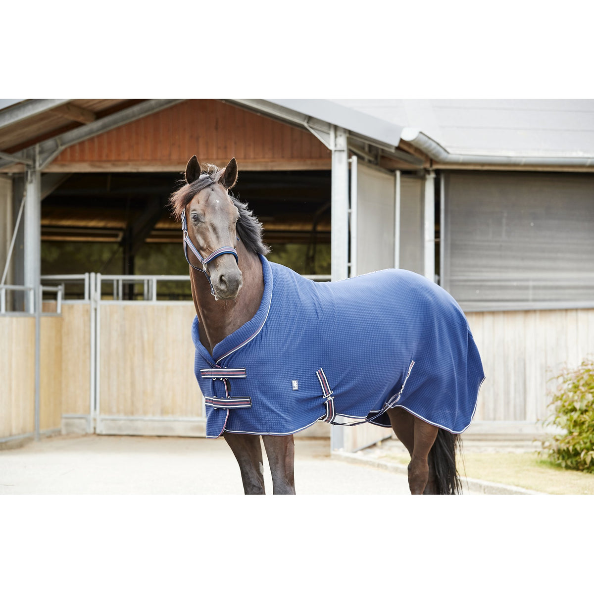 HorseGuard Kaloa halter