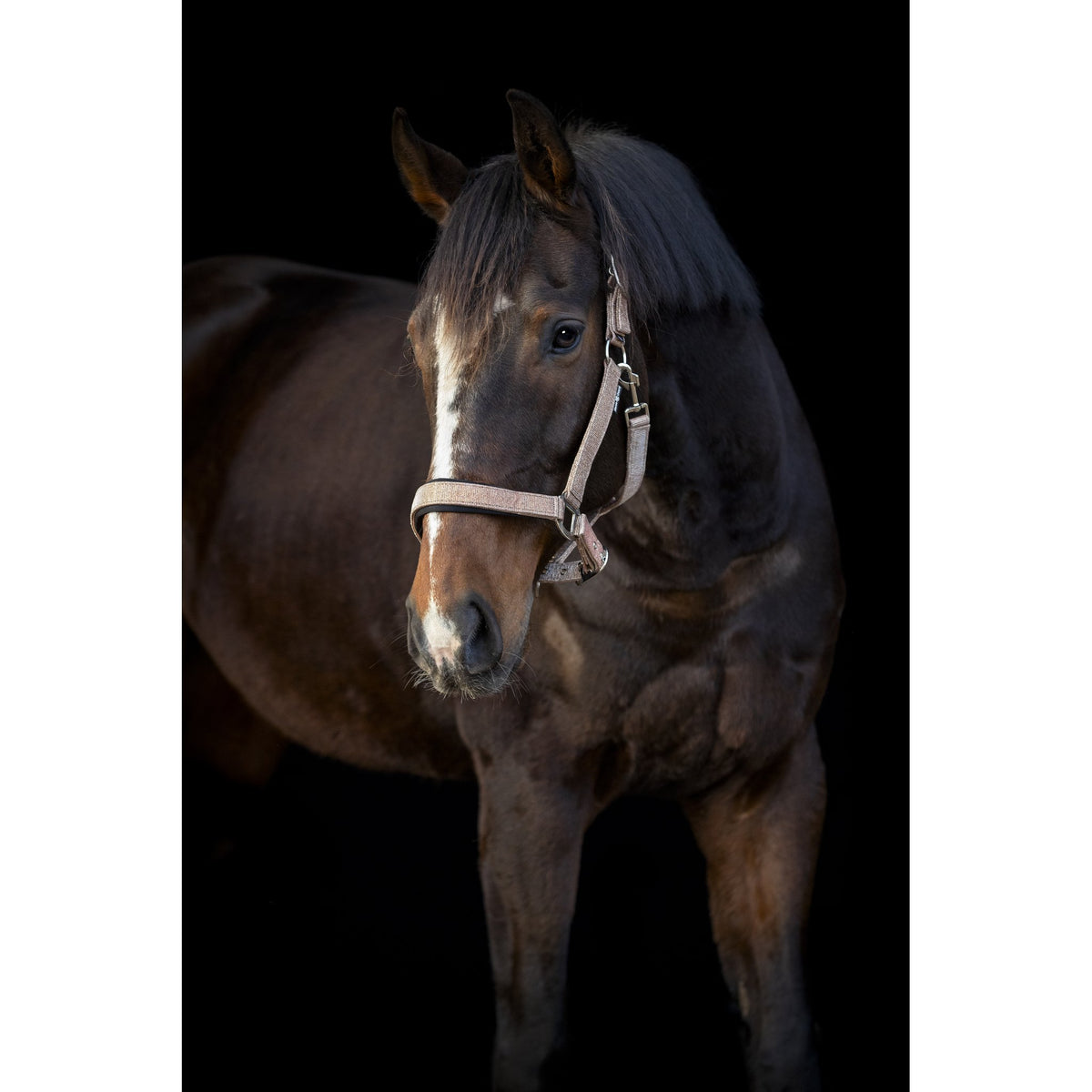 Horse Guard Iowa färgskiftande glittergrimma