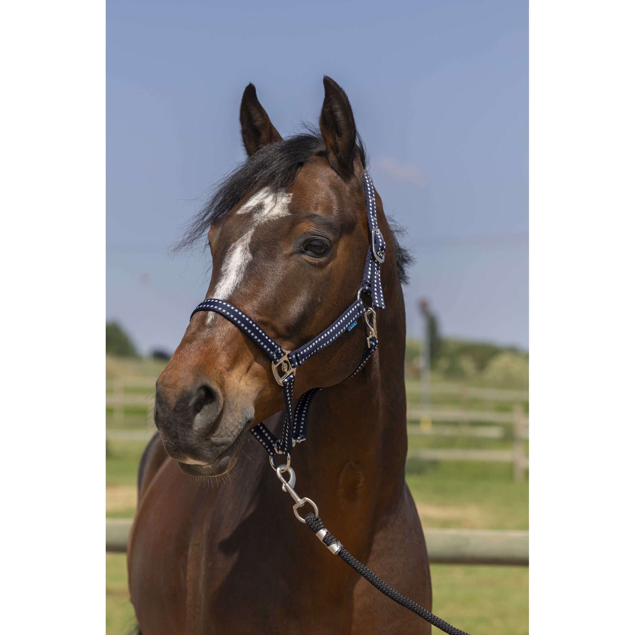 Norton Grooming grimma