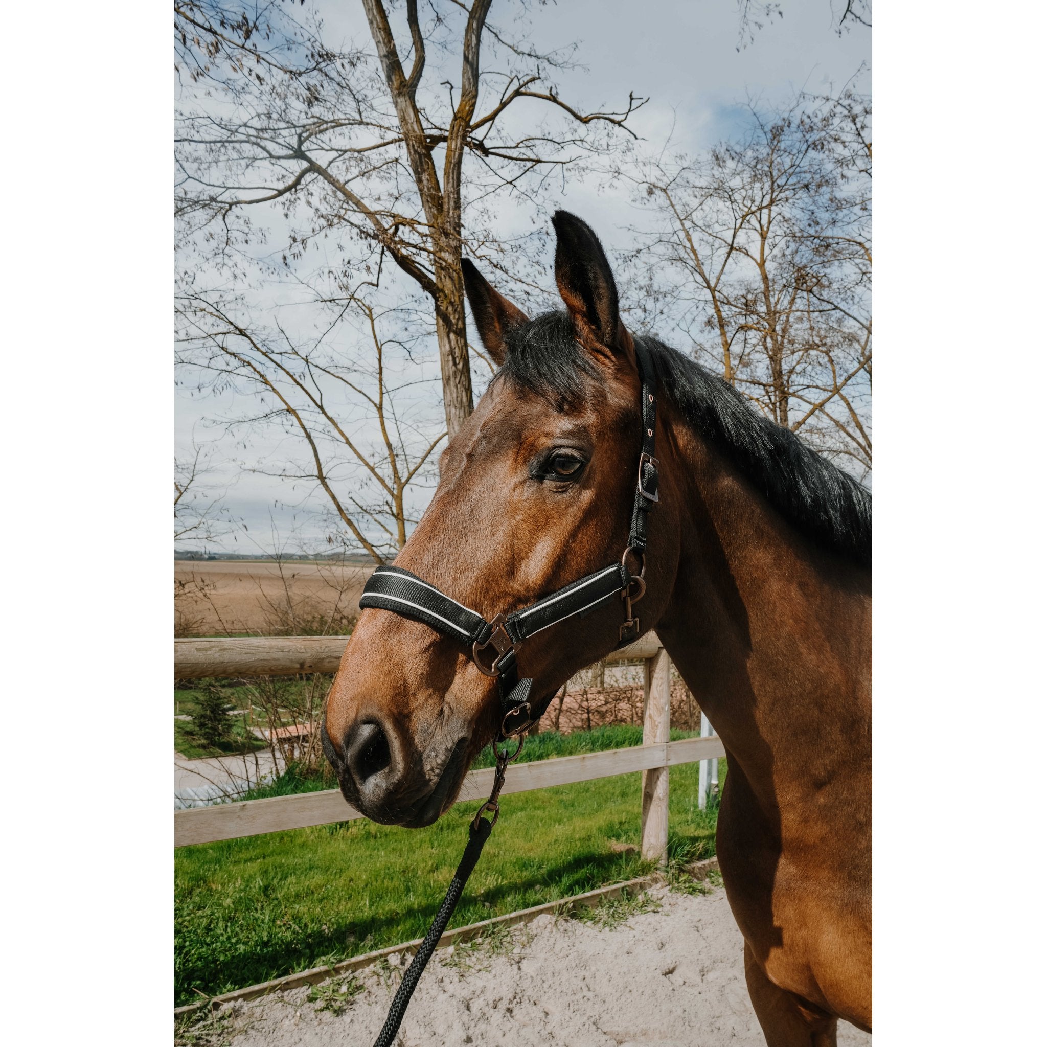 Equitheme Coco set grimma + grimskaft