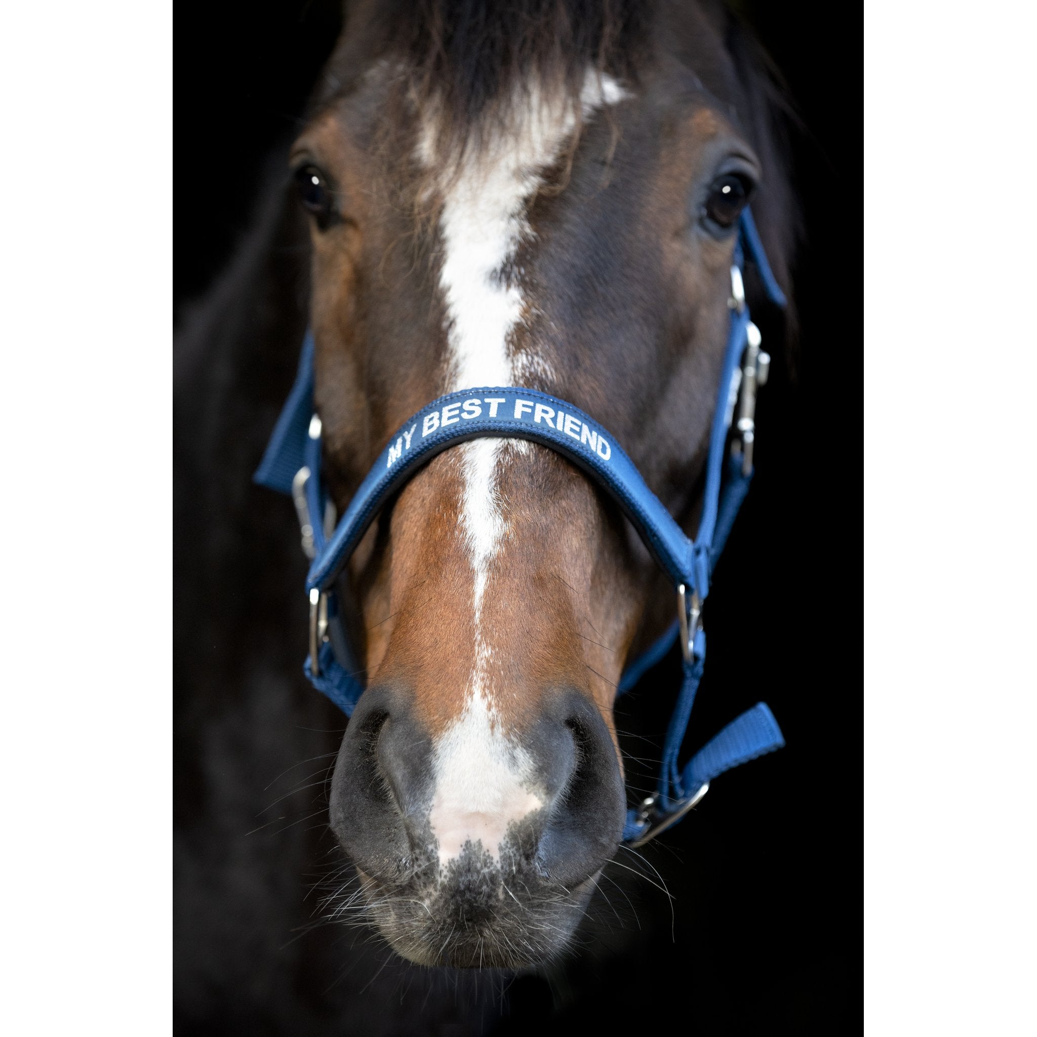 Horse Guard Malva Grime