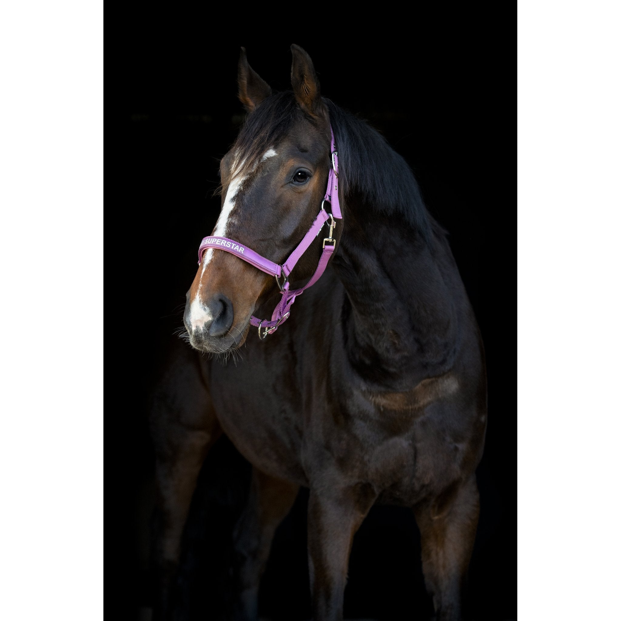 Horse Guard Malva Grime