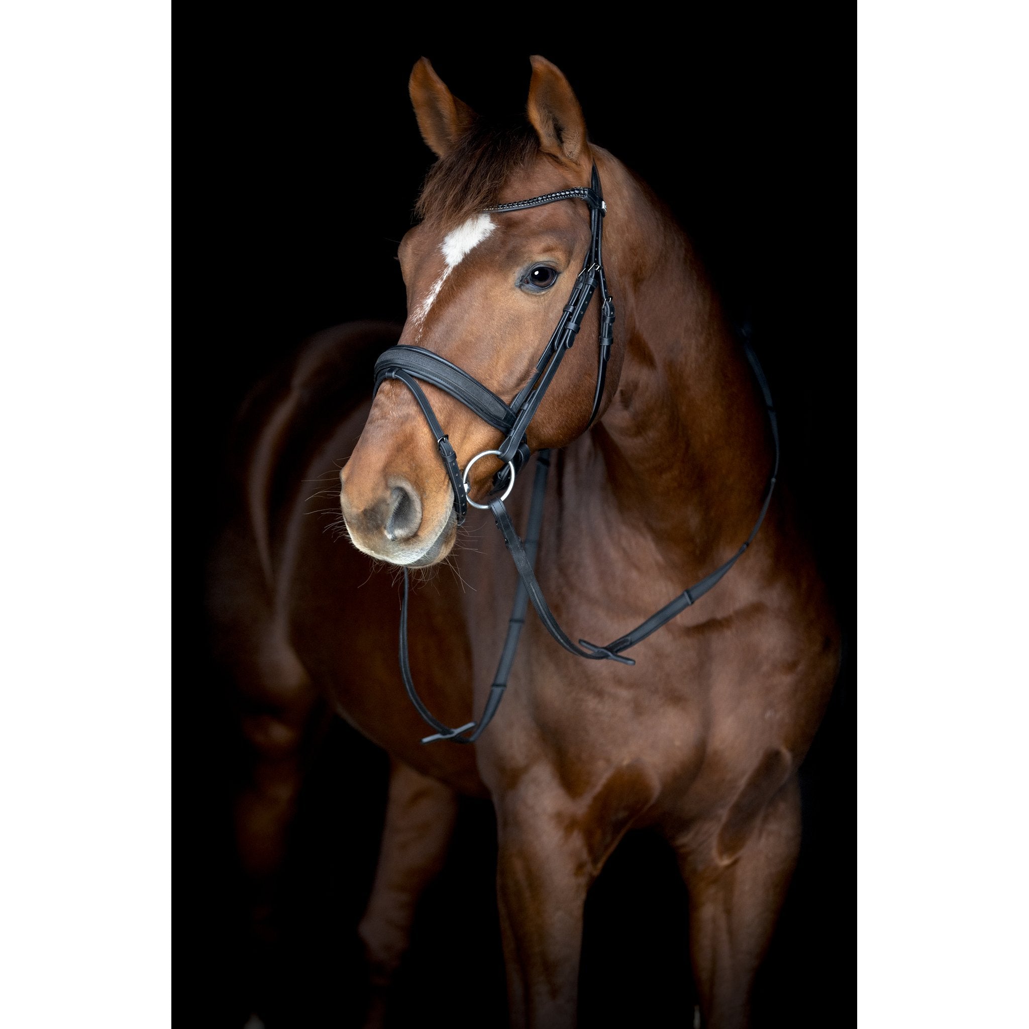 Horse Guard Cryll 26.2 träns med pull-back och kombinerat nosgrimma
