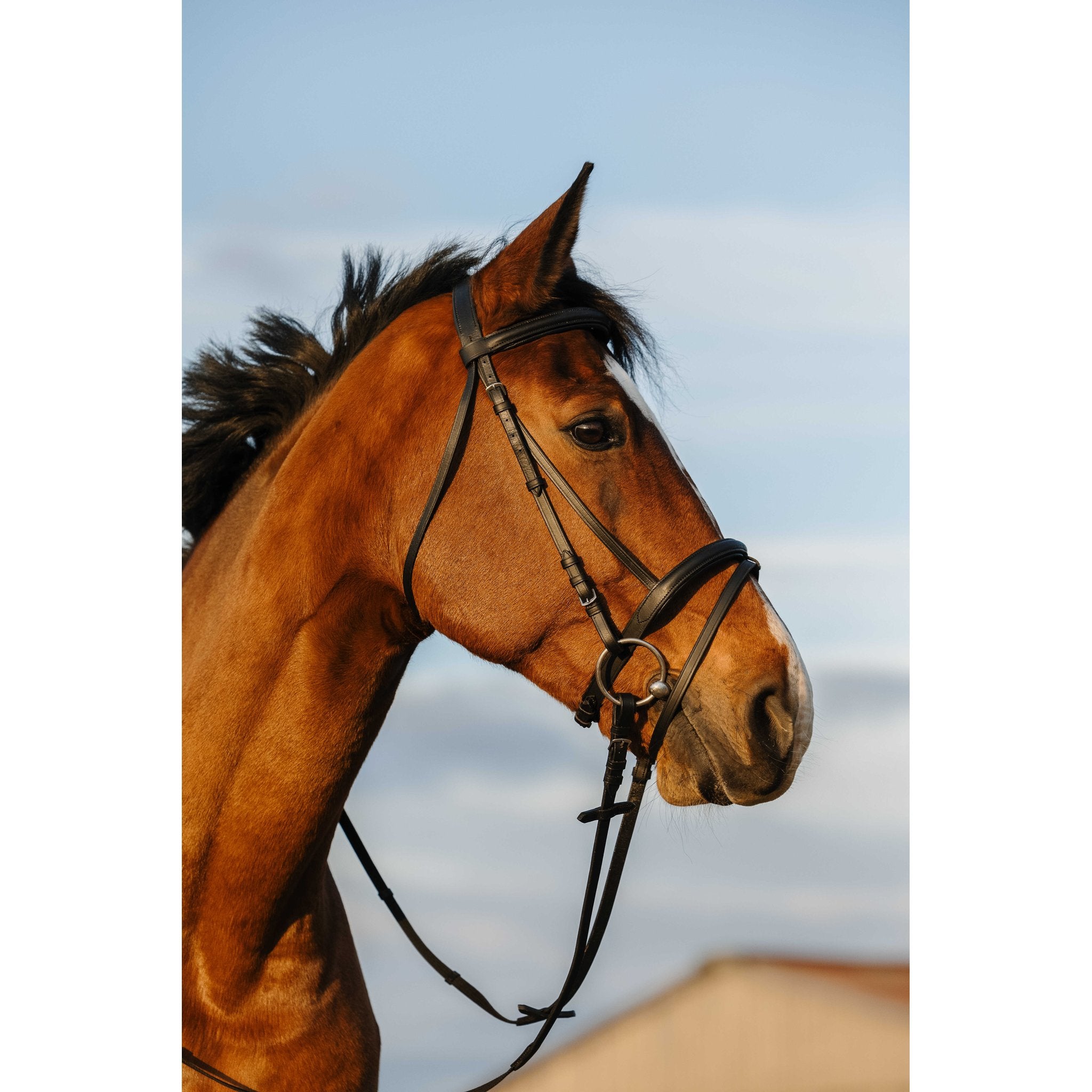 RIDING WORLD Träns med Achennosgrimma