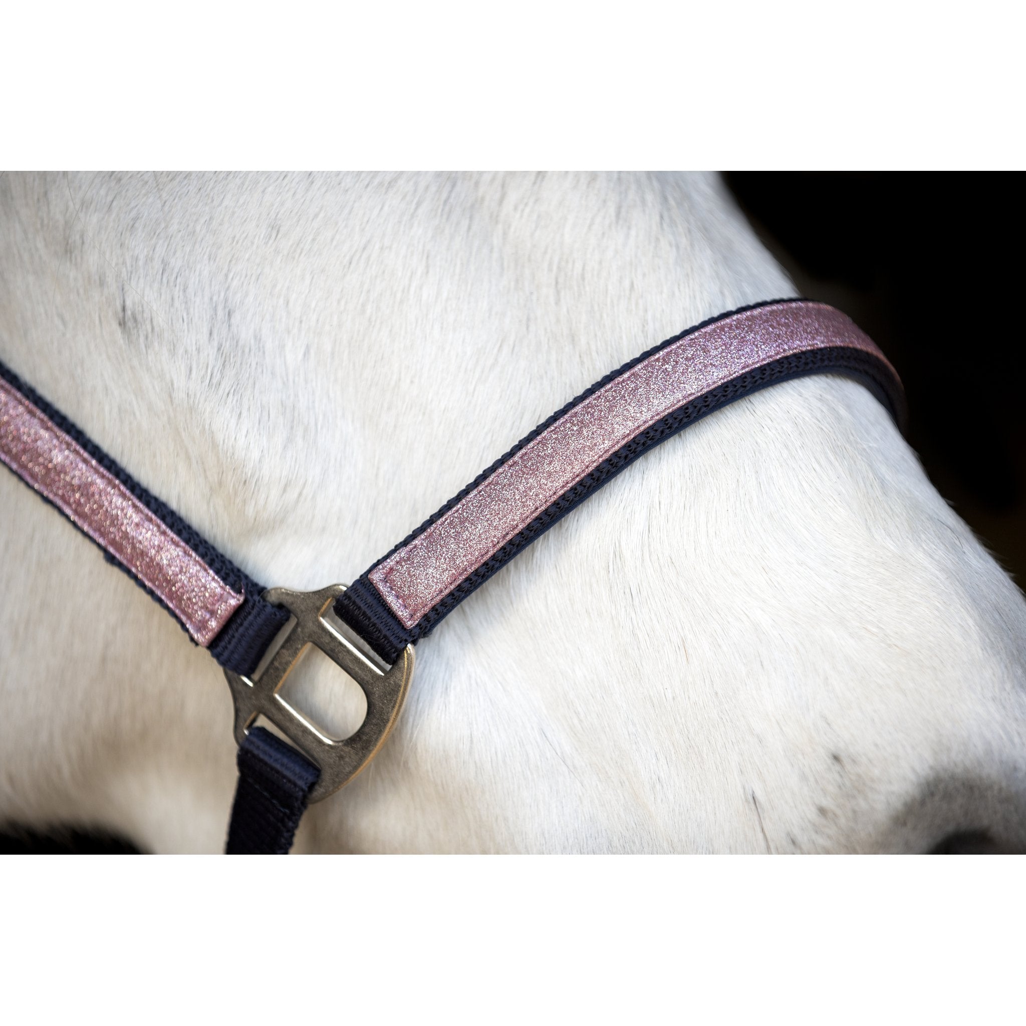 Horse Guard Idaho grimma