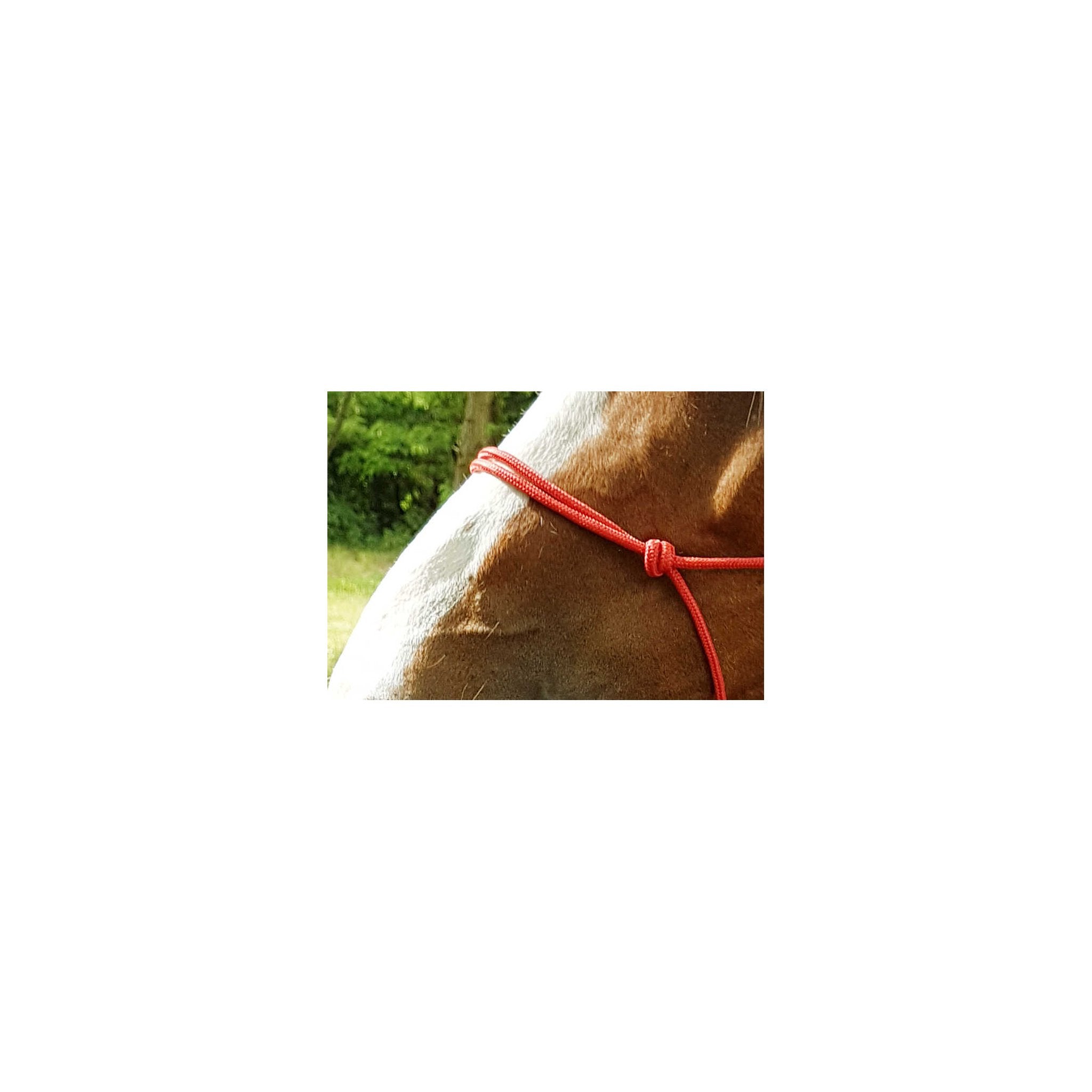 RIDING WORLD Repgrimma