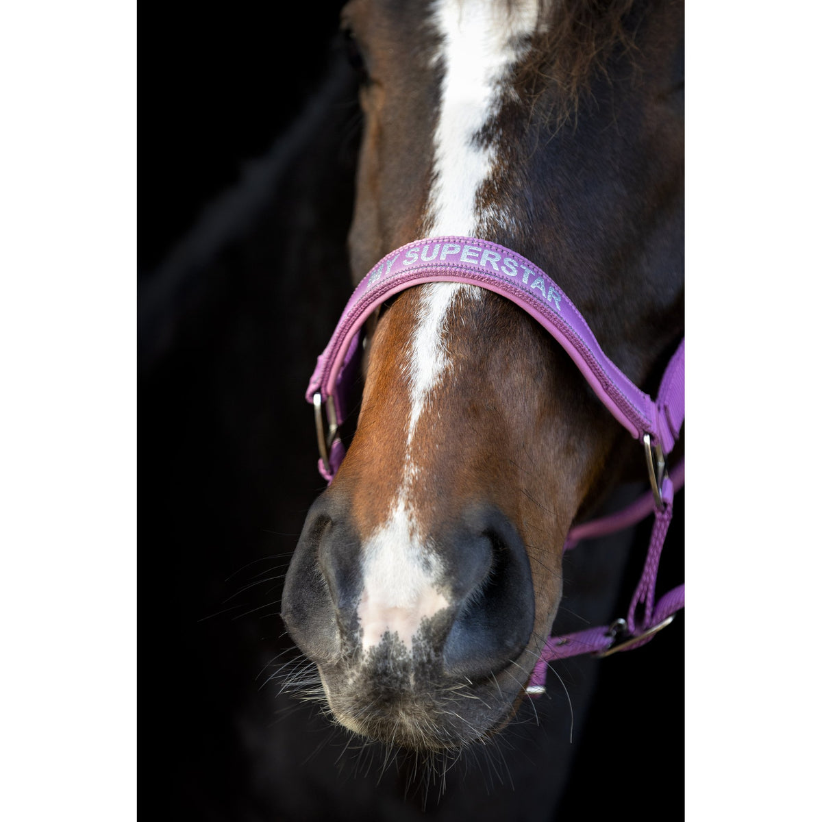 Horse Guard Malva Grime