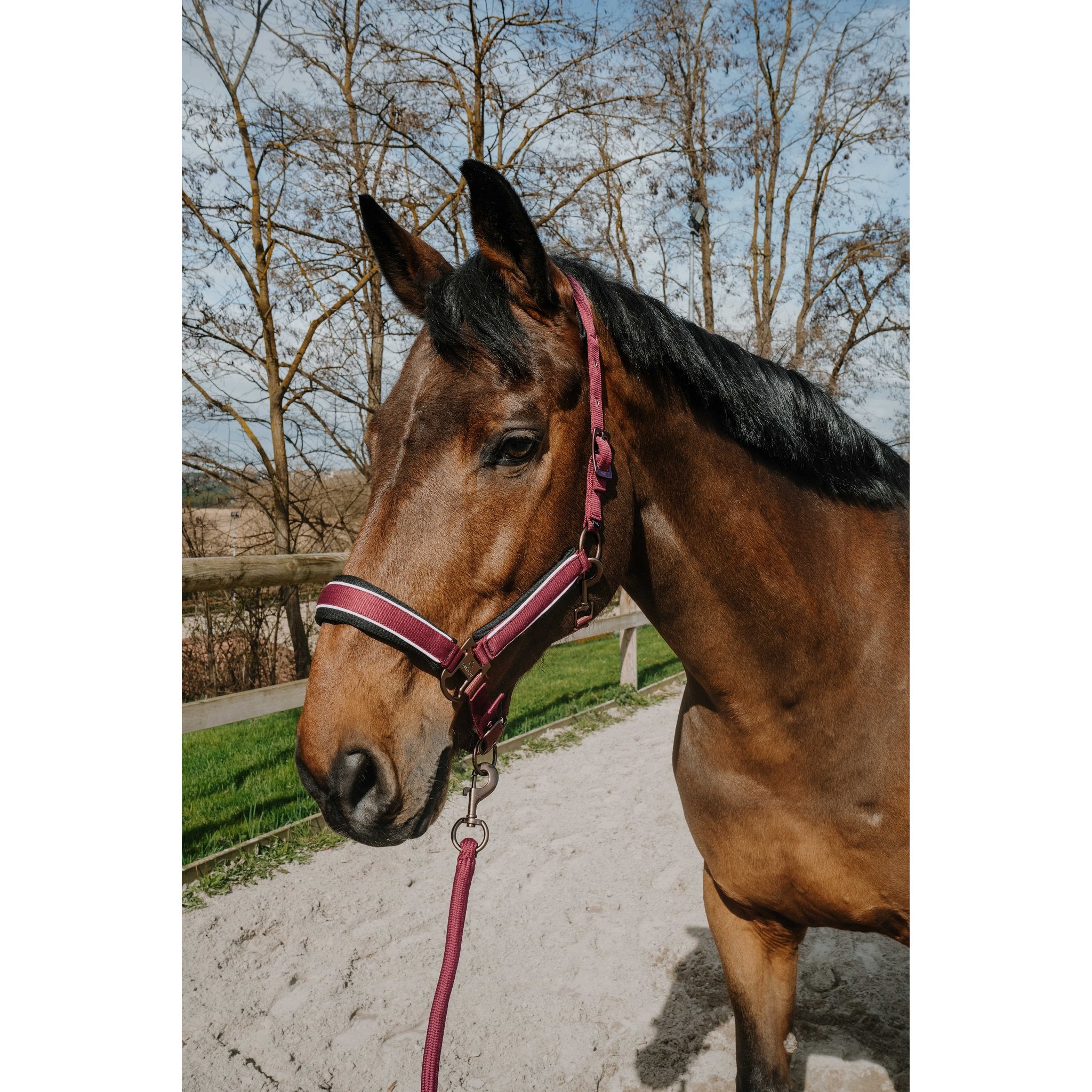 Equitheme Coco set grimma + grimskaft