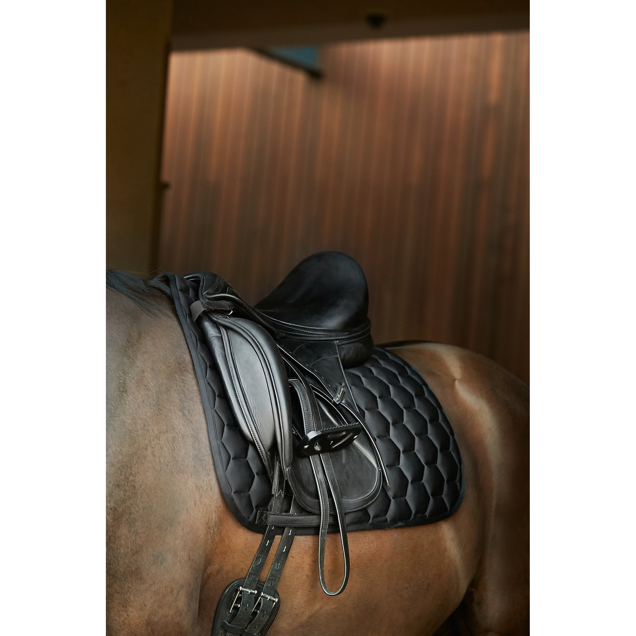 HorseGuard Lennon schabrack Dressyr