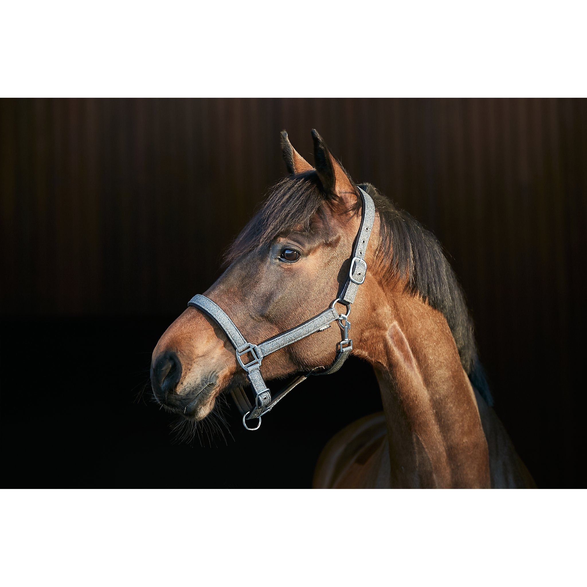 HorseGuard Lex grimma