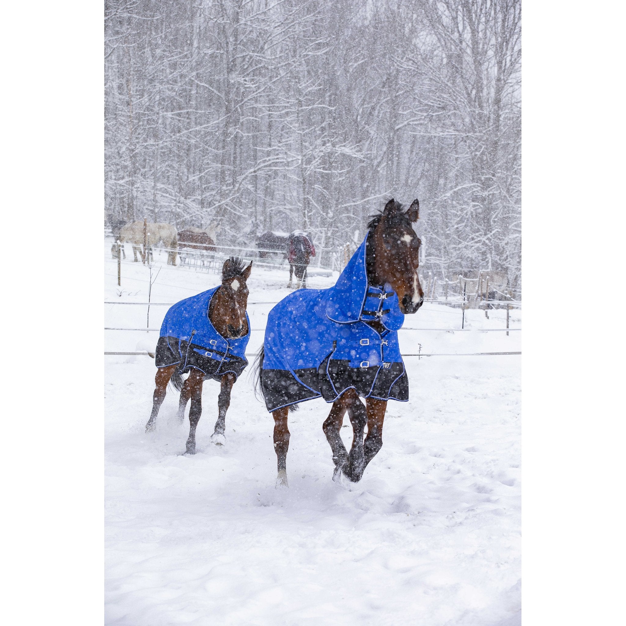 Equithème TYREX Aisance 1200D hög hals täcke 300 g