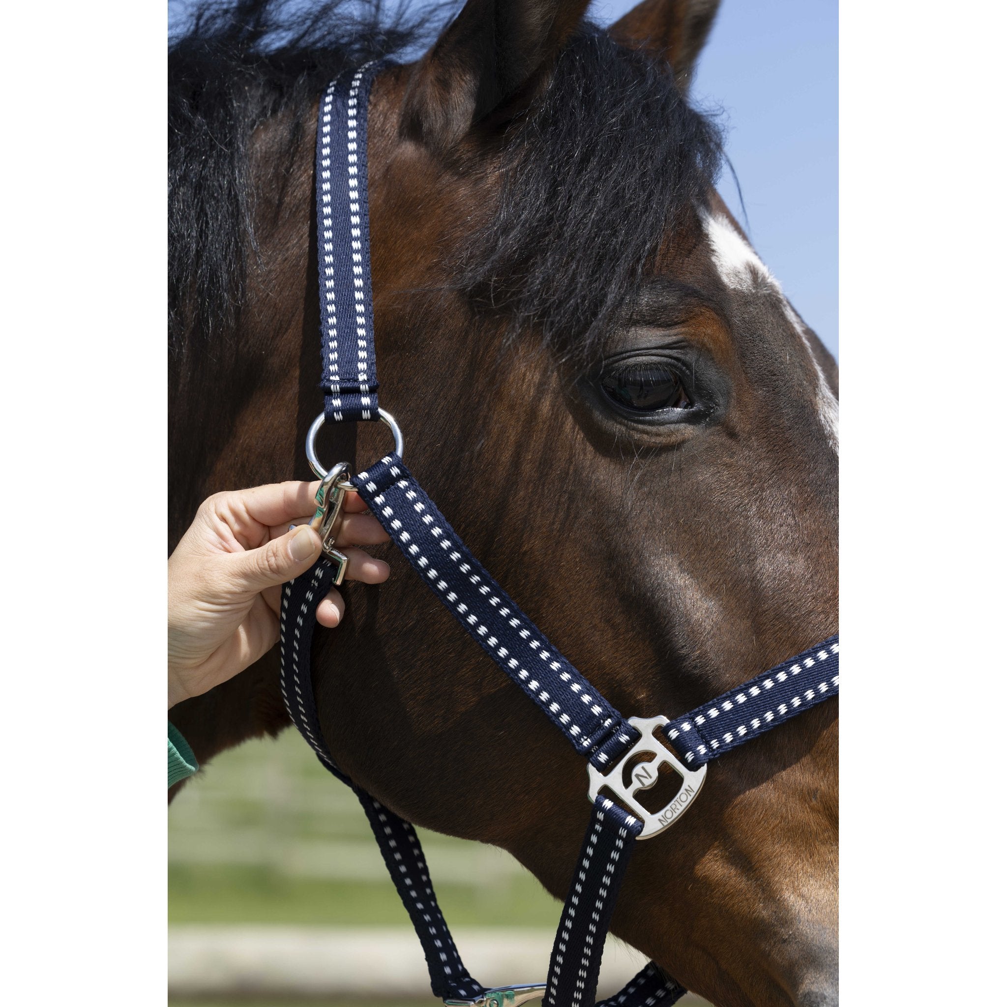 Norton Grooming grimma