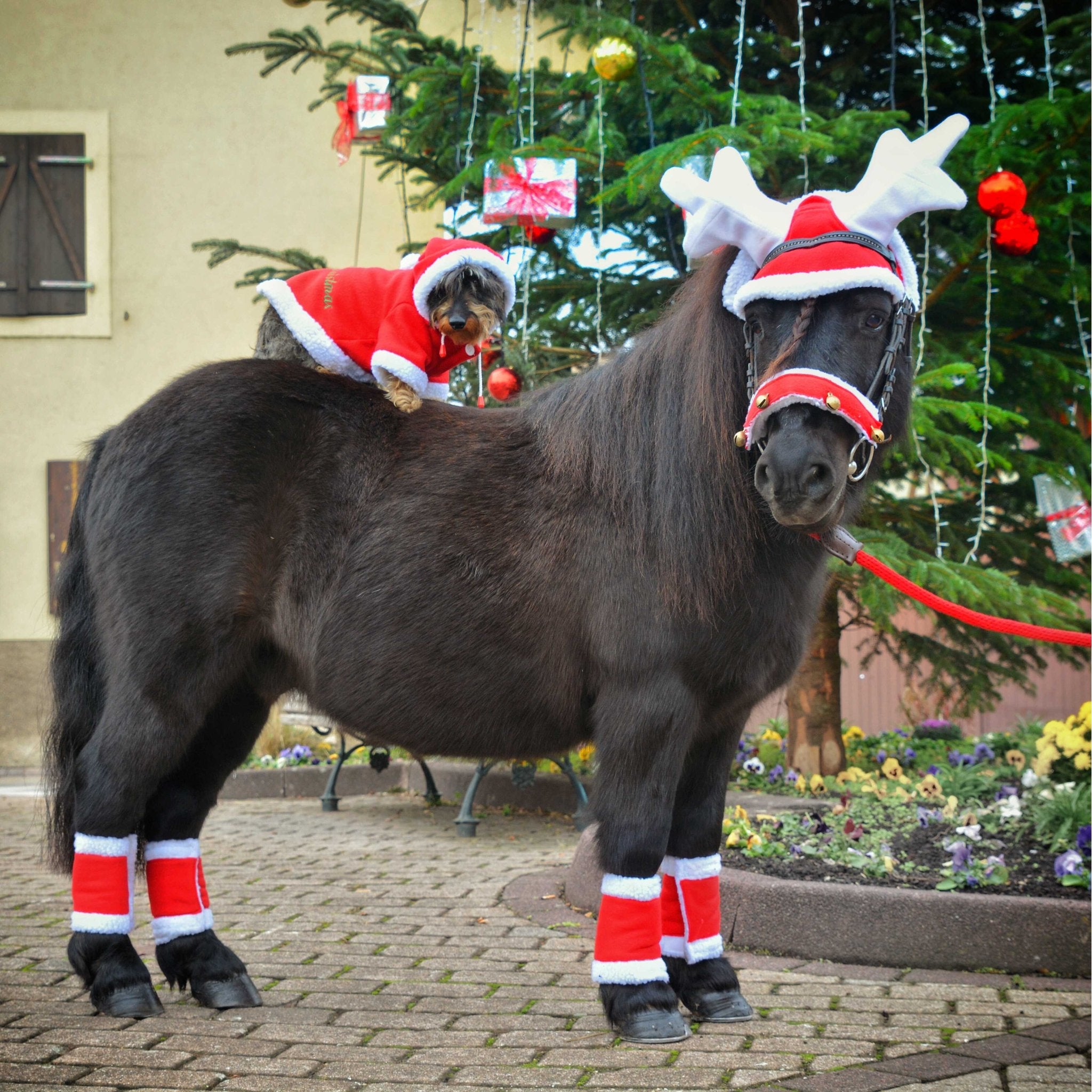 Equithème Christmas Luva med horn