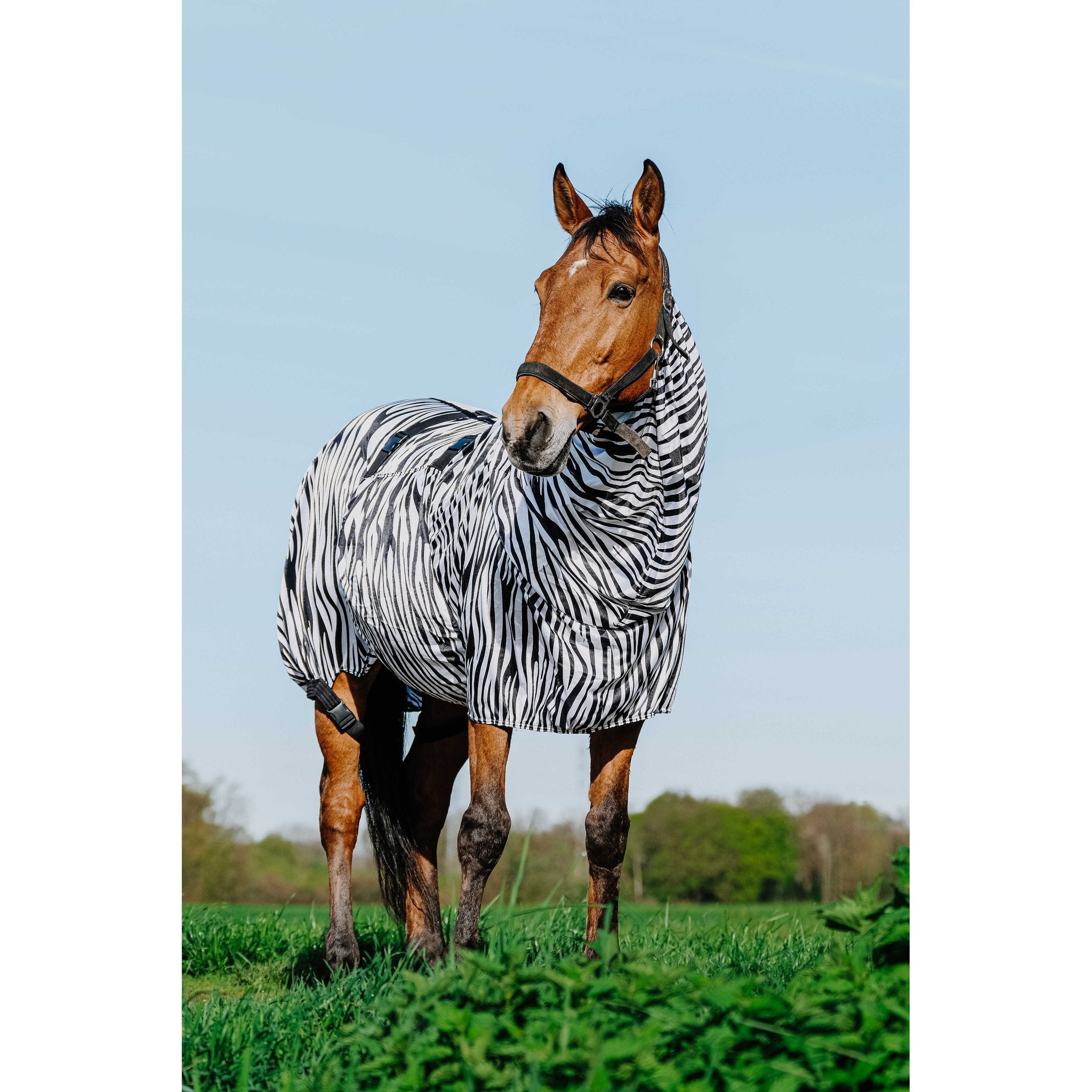 RIDING WORLD Anti-eksemtäcke zebra