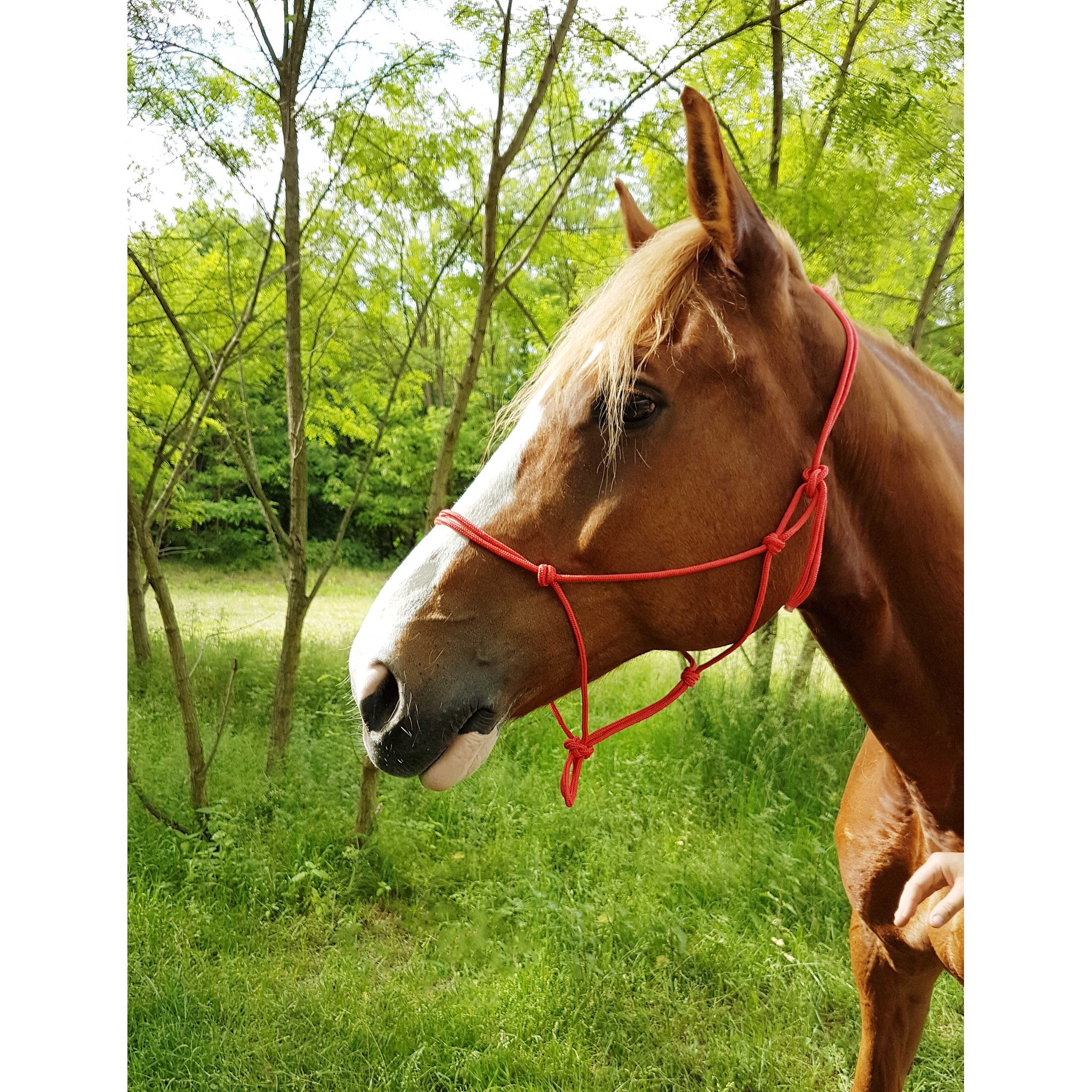 RIDING WORLD Repgrimma