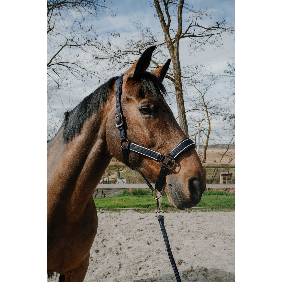 Equitheme Coco set grimma + grimskaft